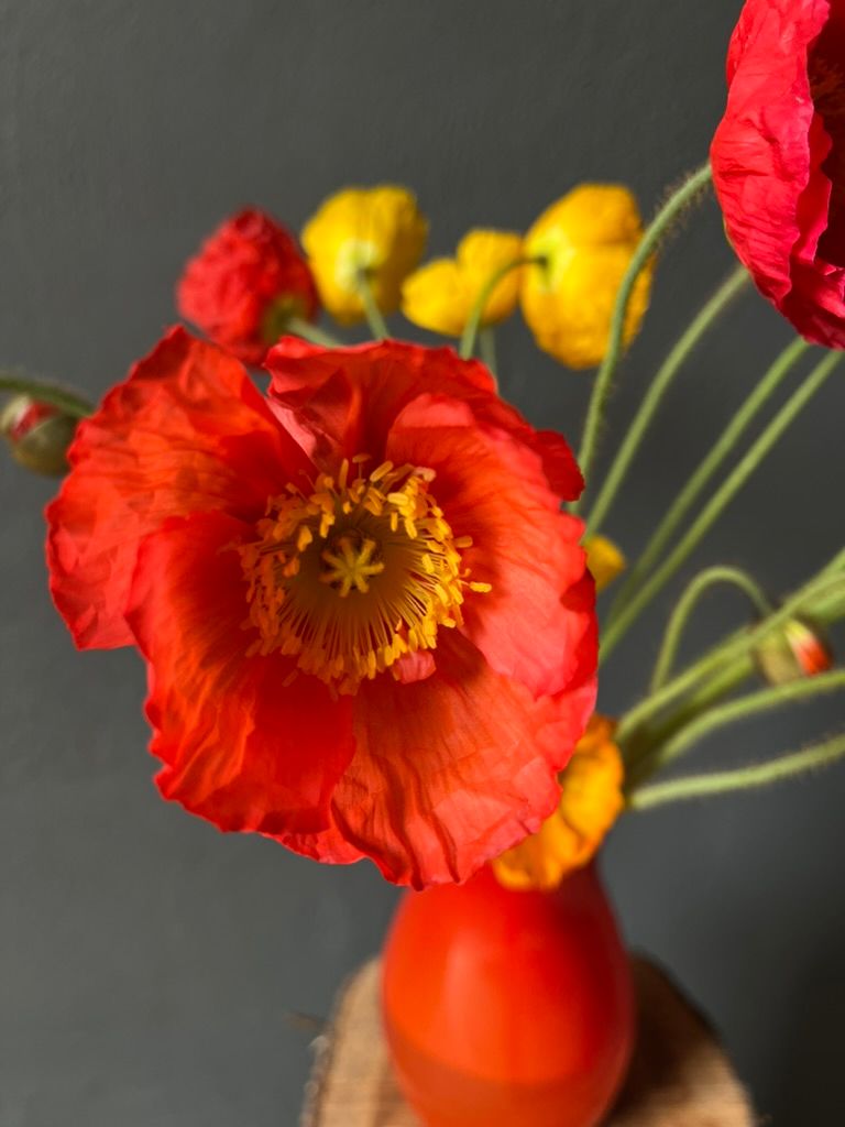 PAPAVER nudicaule Champagne Bubbles
