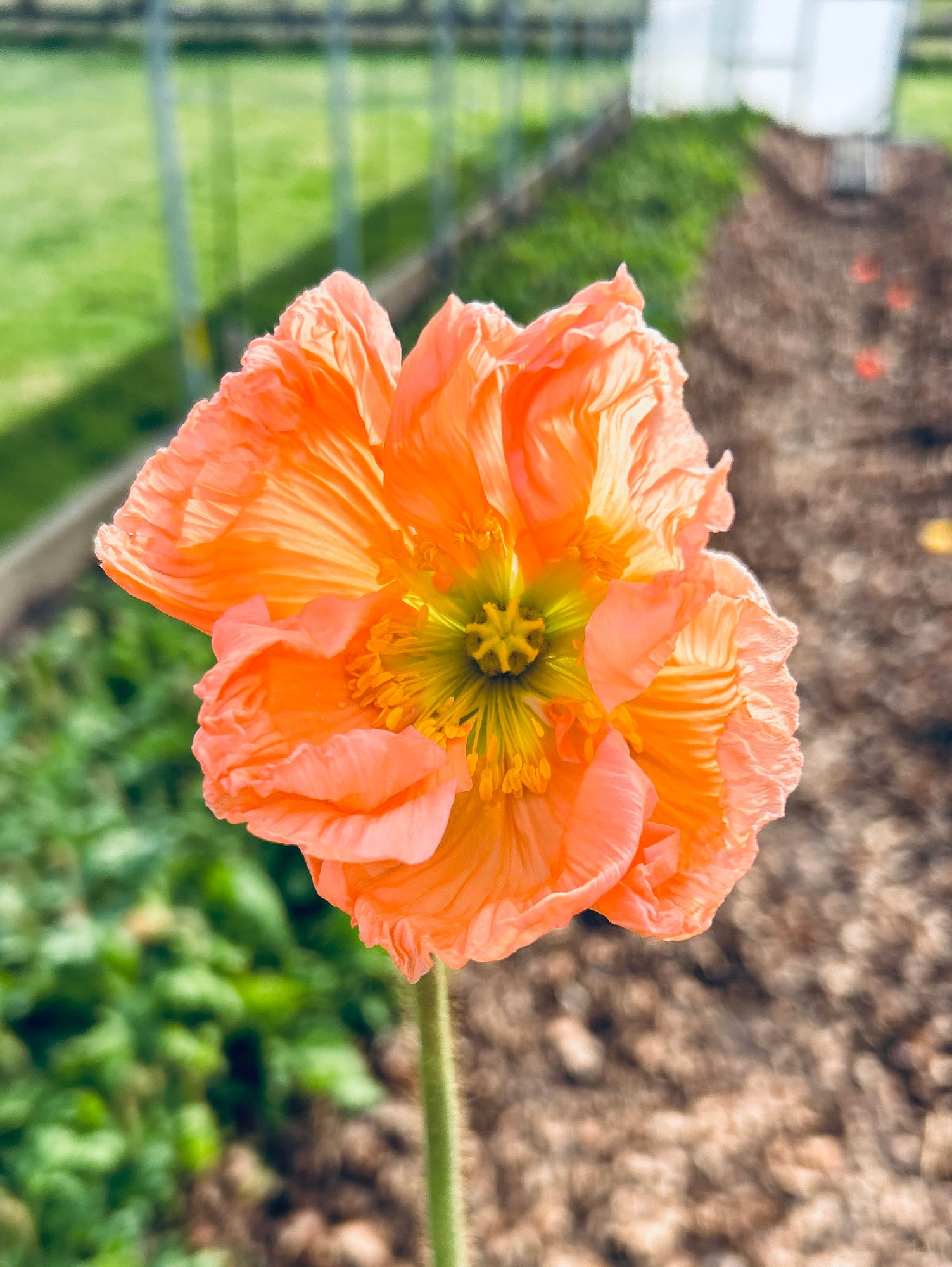 PAPAVER nudicaule Colibri