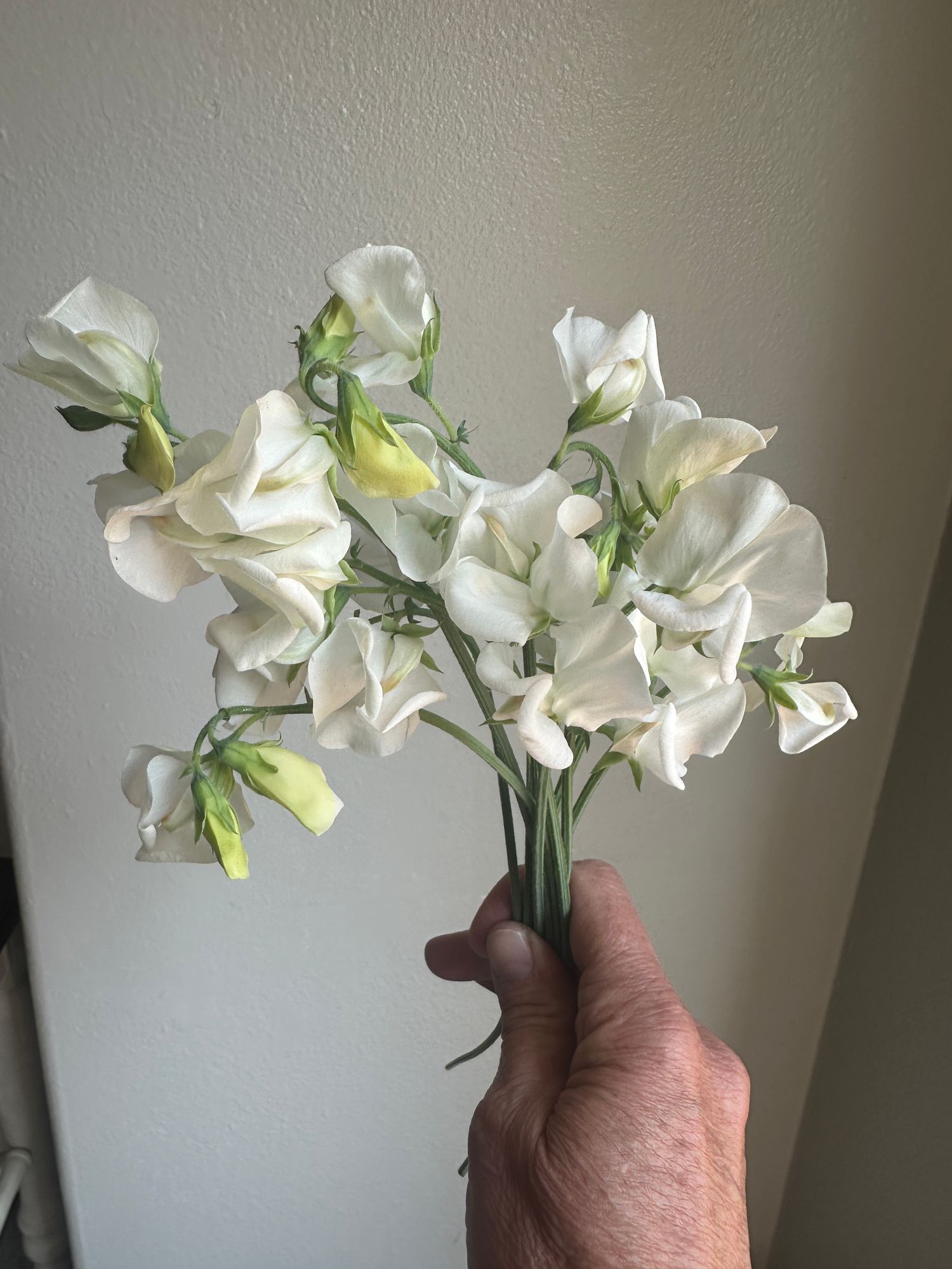 LATHYRUS odoratus