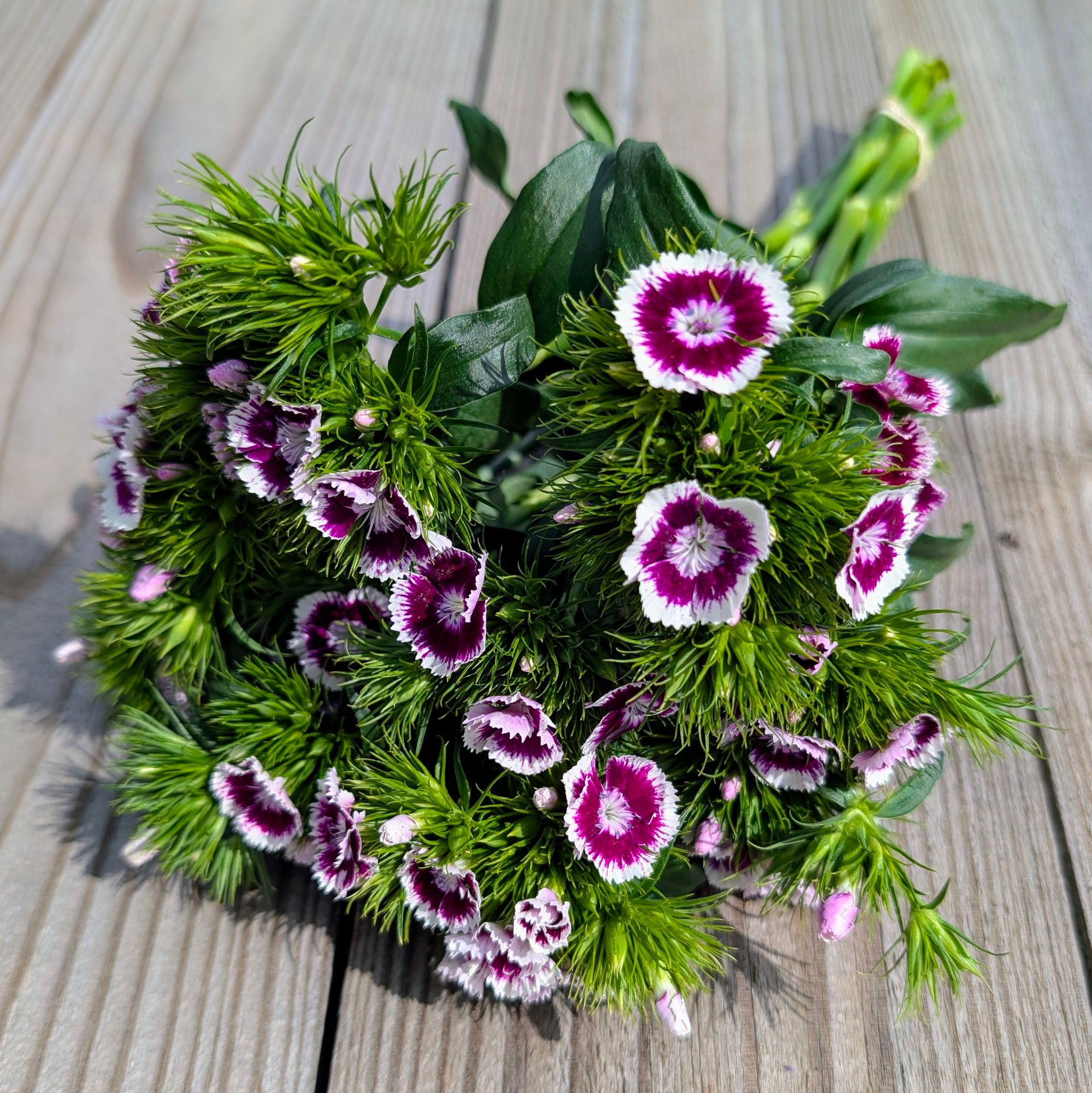 DIANTHUS barbatus Sweet Purple/White Bi-Color