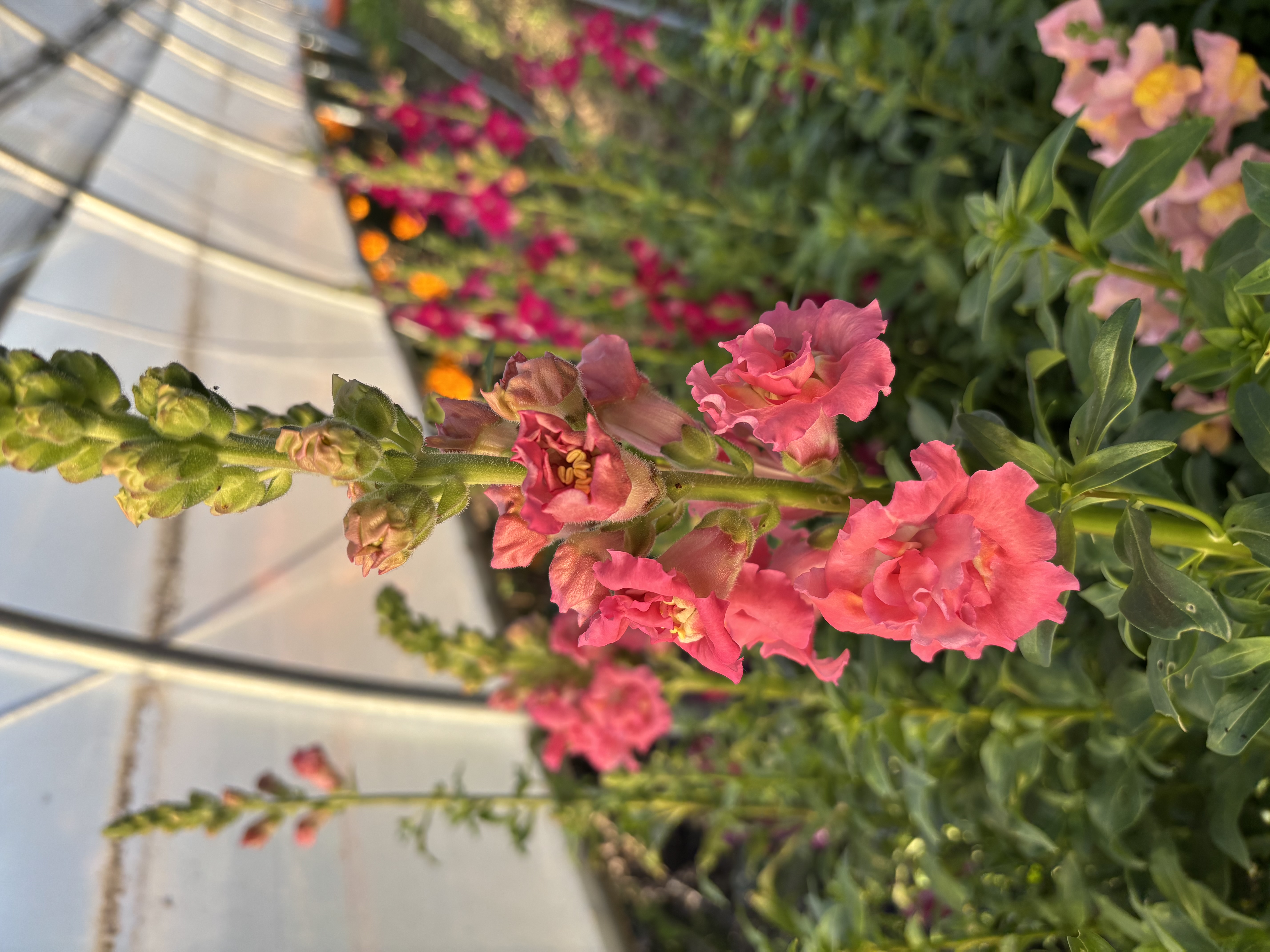 ANTIRRHINUM majus Chantilly Light Pink