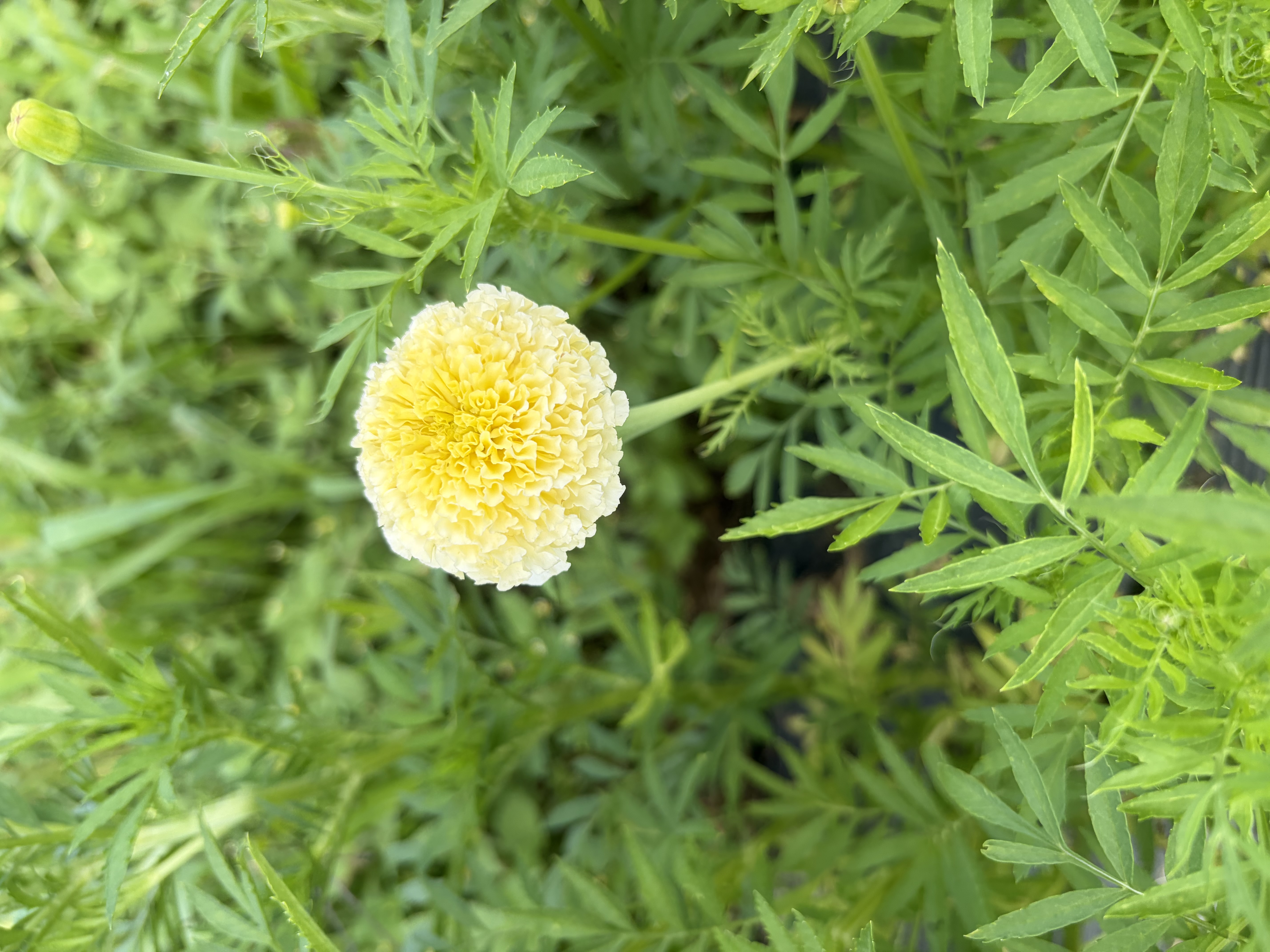 TAGETES erecta White Swan