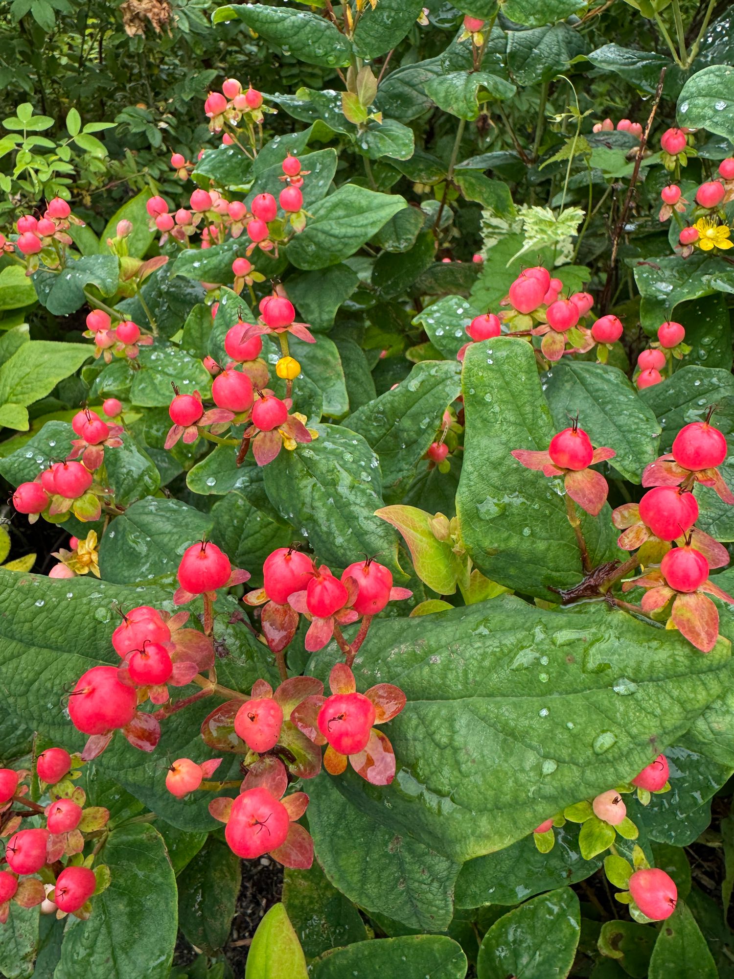 HYPERICUM x Globo Coral