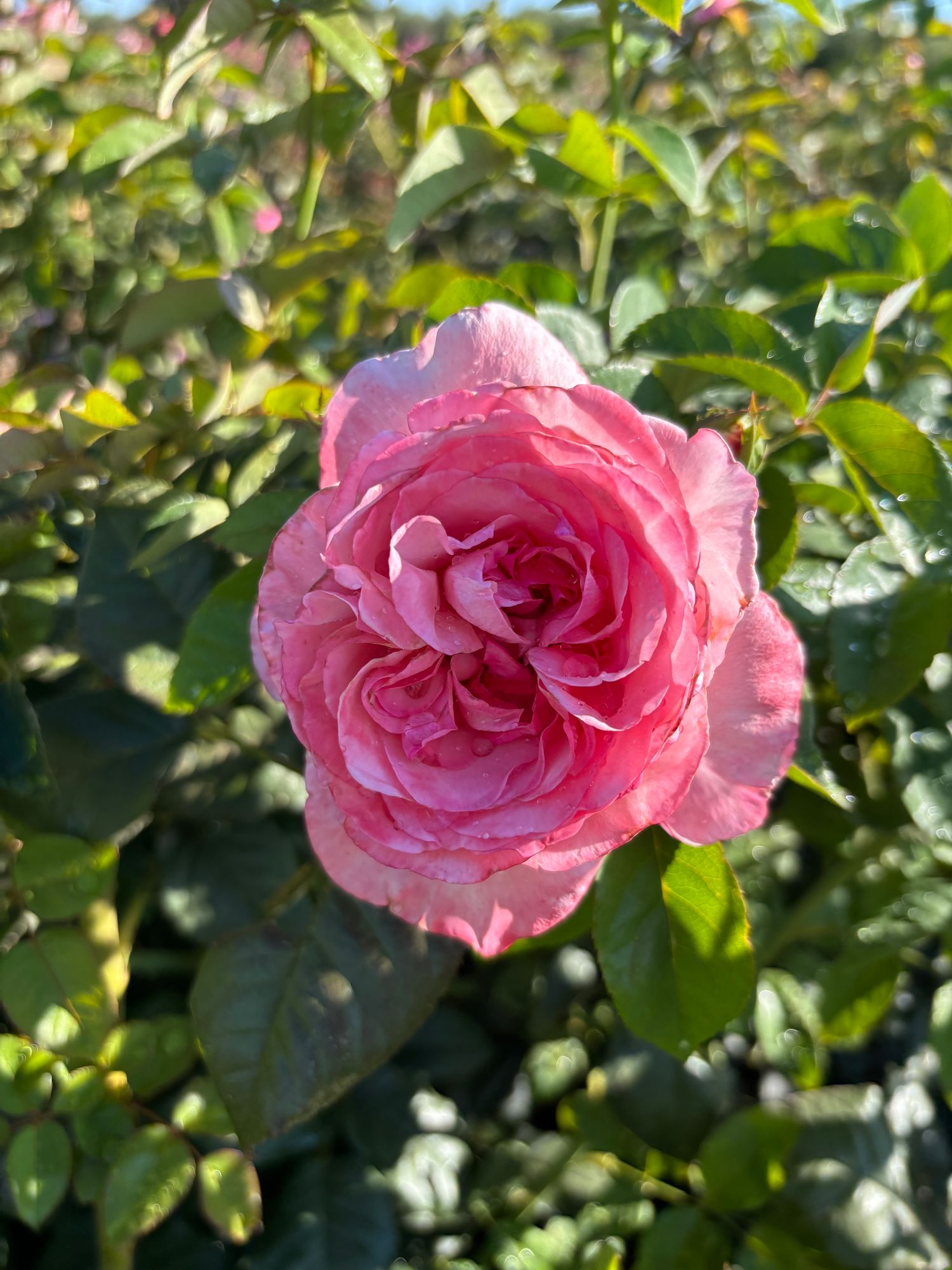 ROSA hybrida