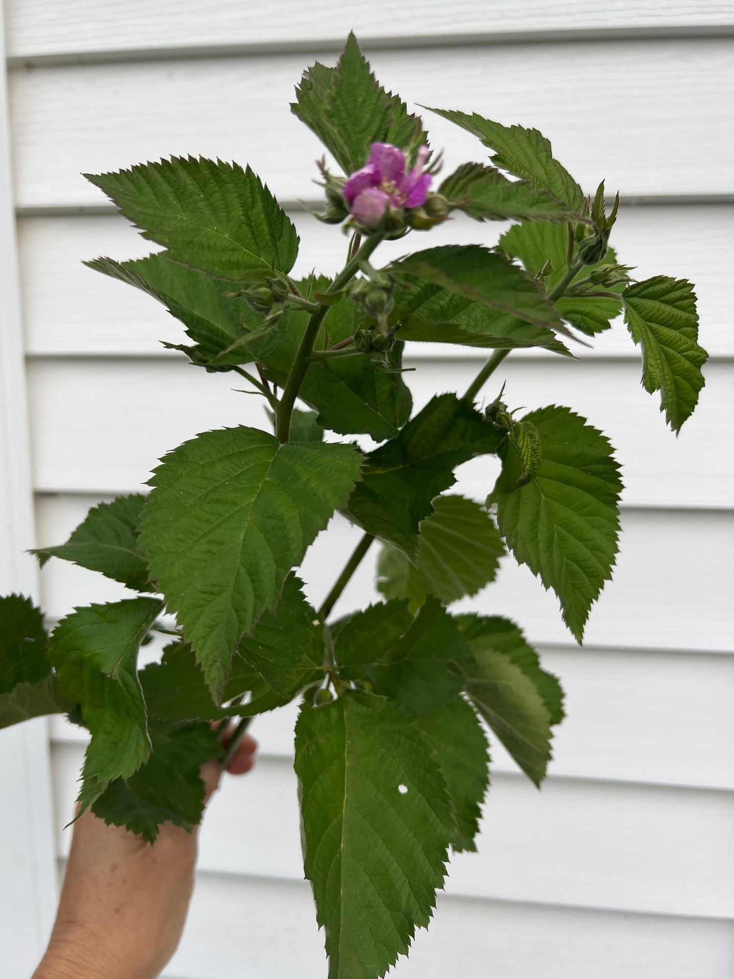 RUBUS ulmifolius