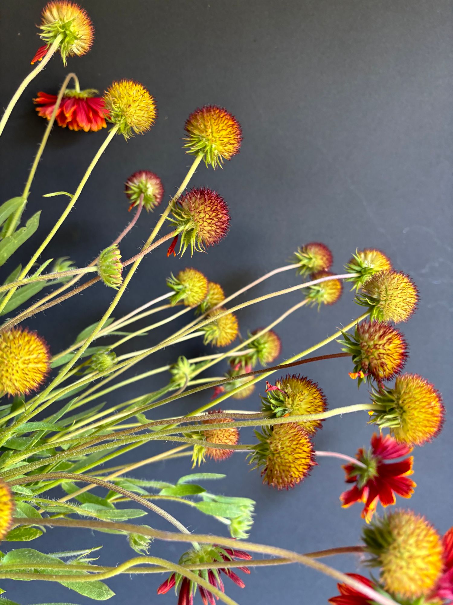 GAILLARDIA aristata