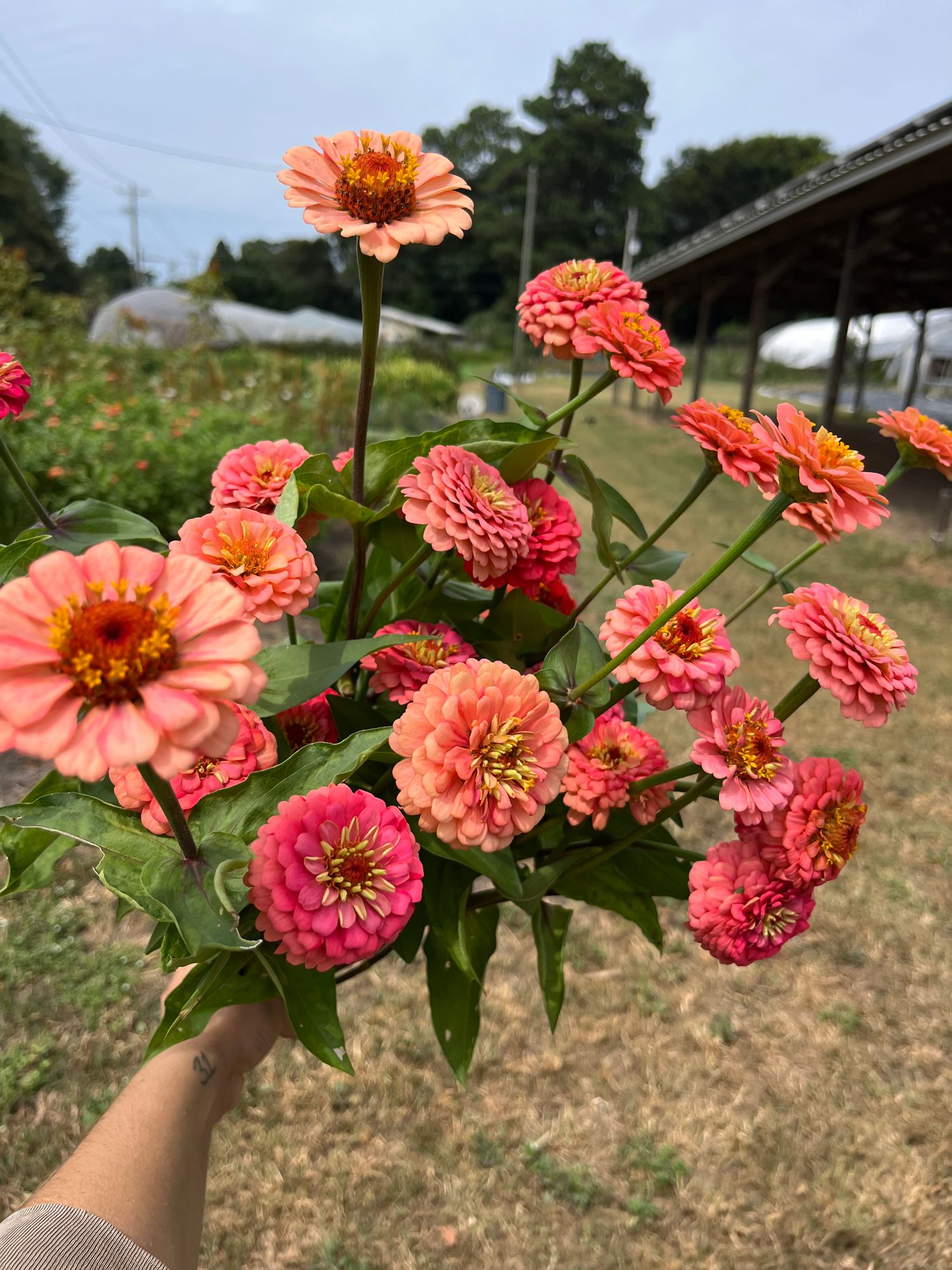 ZINNIA elegans Oklahoma Salmon