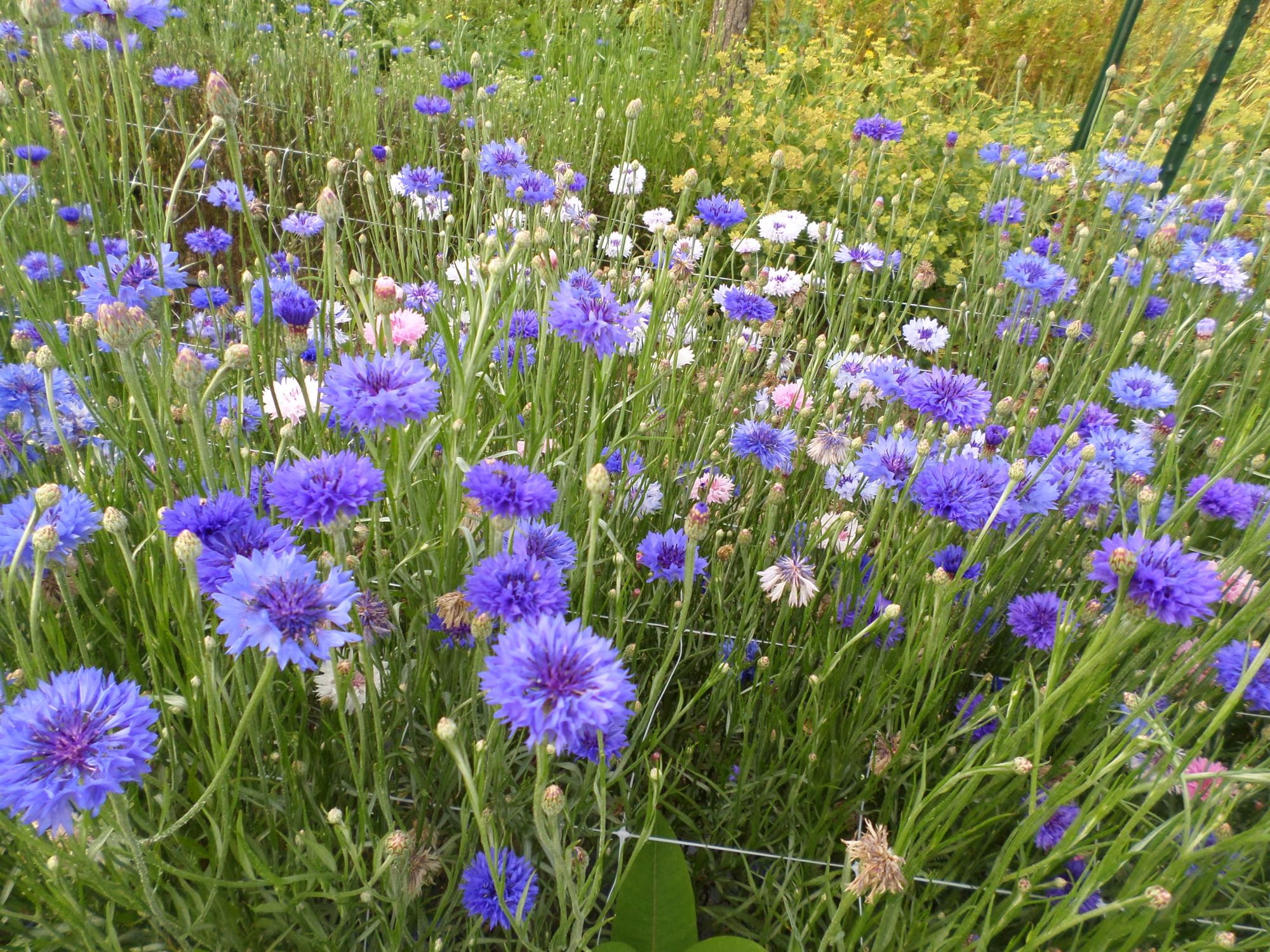 CENTAUREA cyanus Boy Blue