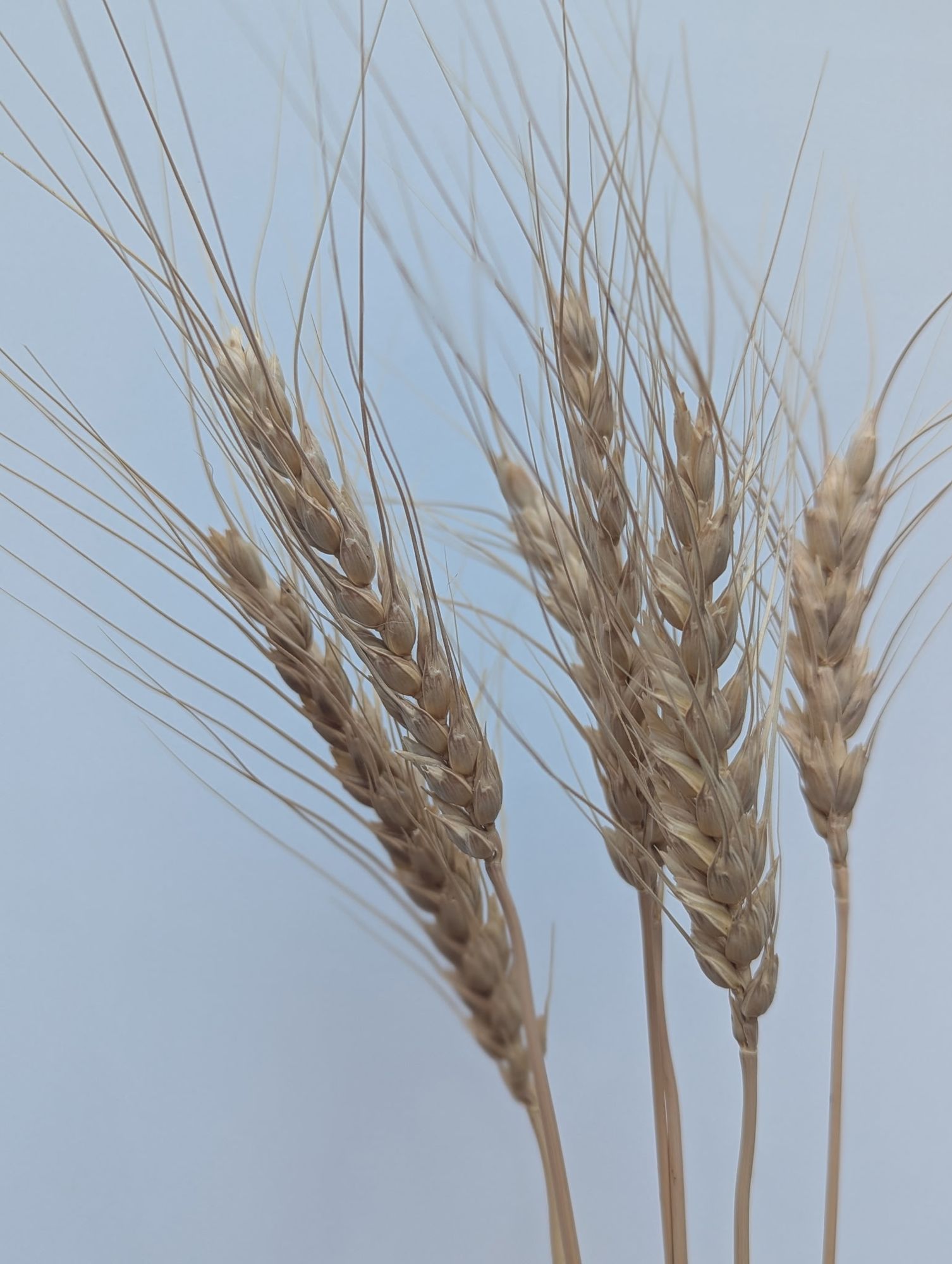 TRITICUM aestivum