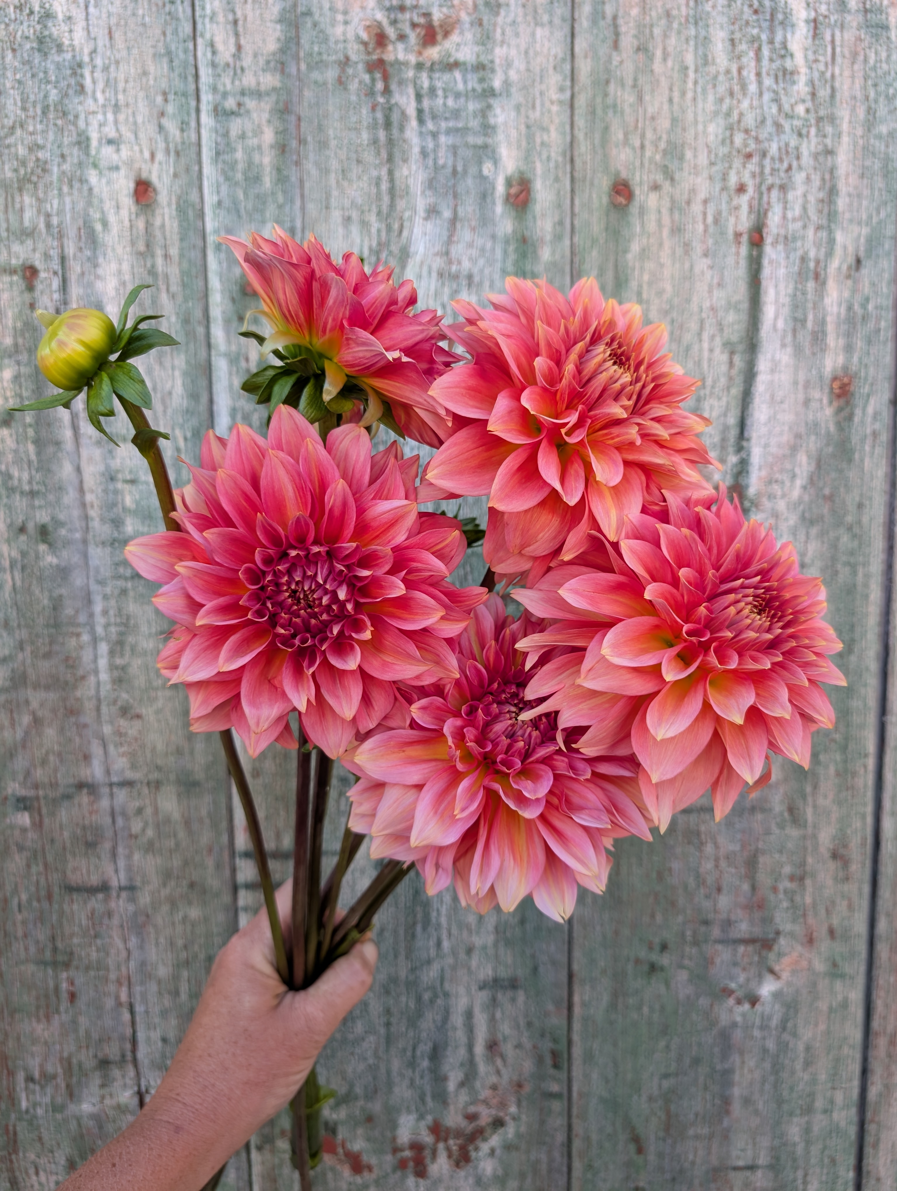 DAHLIA Kenora Lisa
