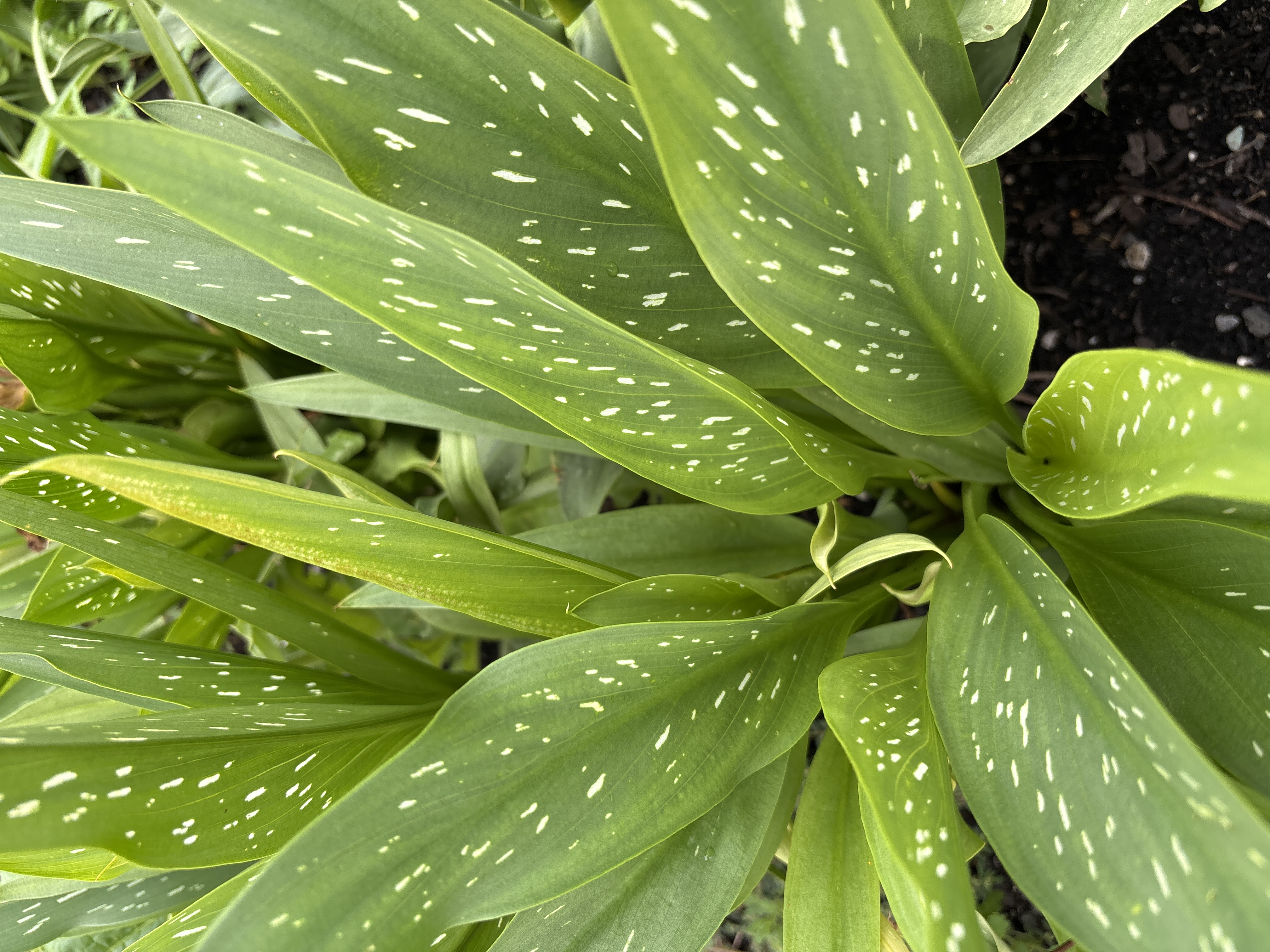 ZANTEDESCHIA x