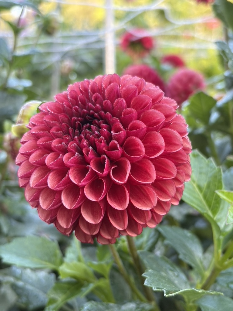 DAHLIA Copper Boy