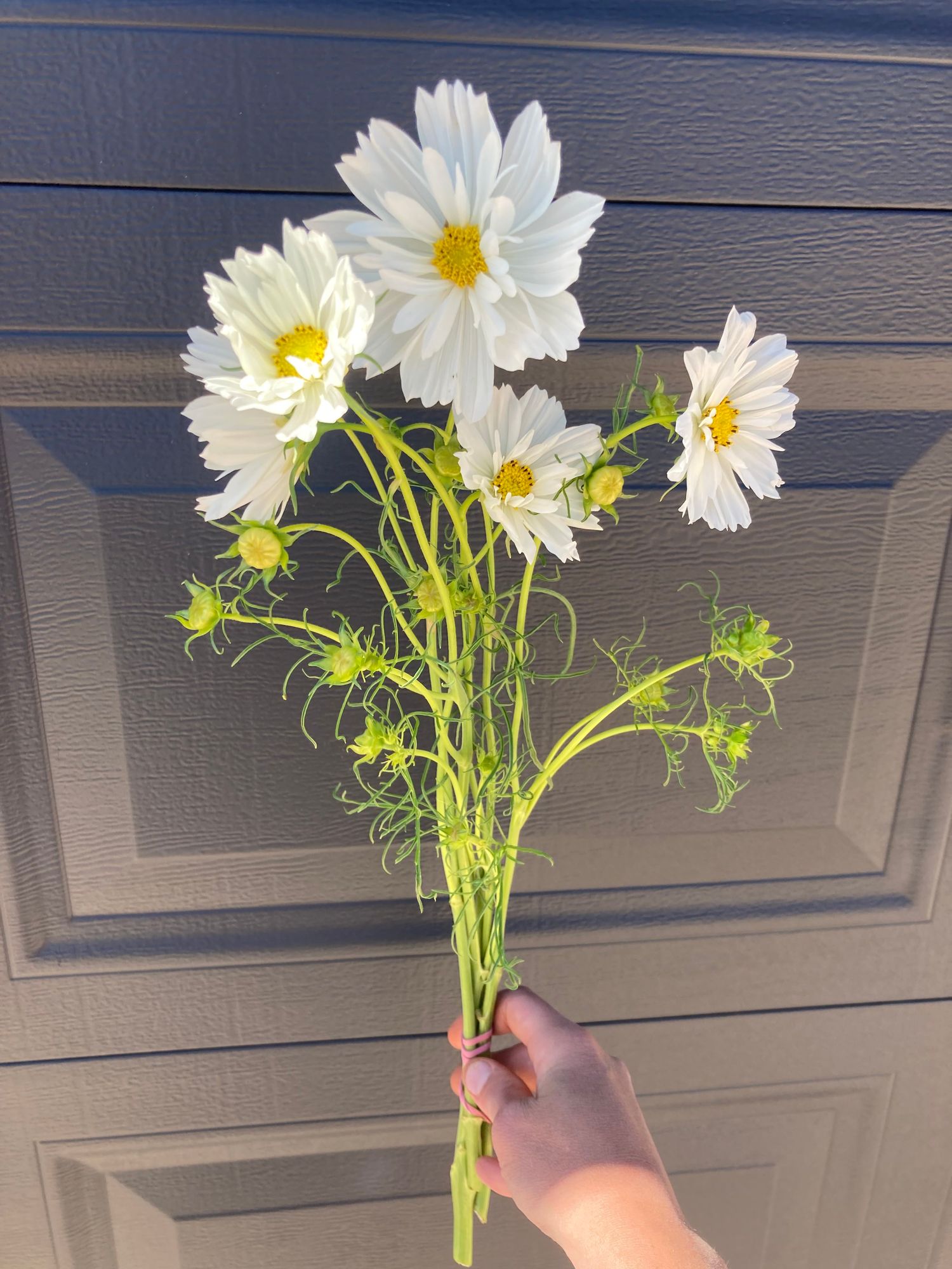 COSMOS bipinnatus Fizzy White