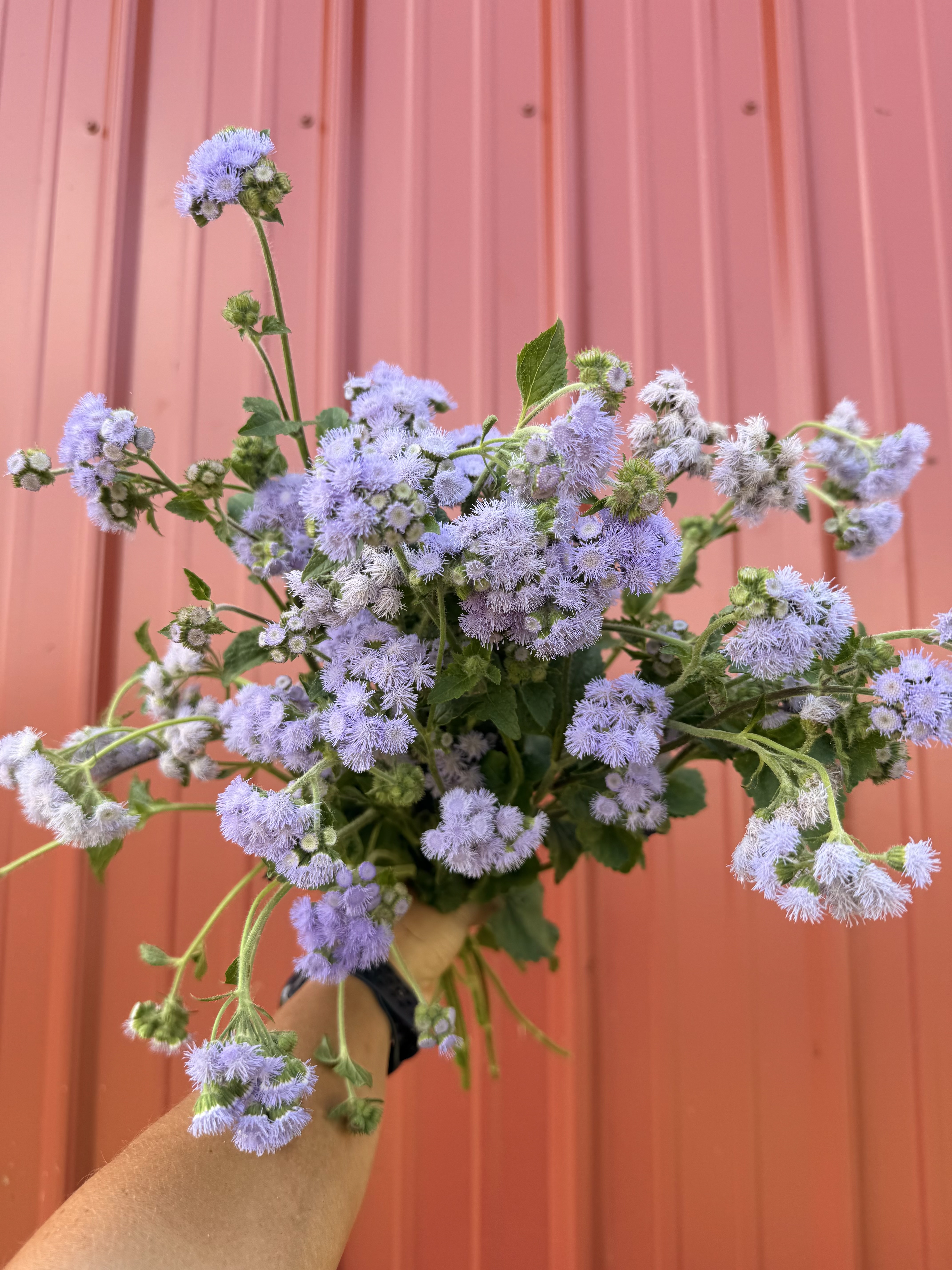 AGERATUM houstonianum Blue Horizon