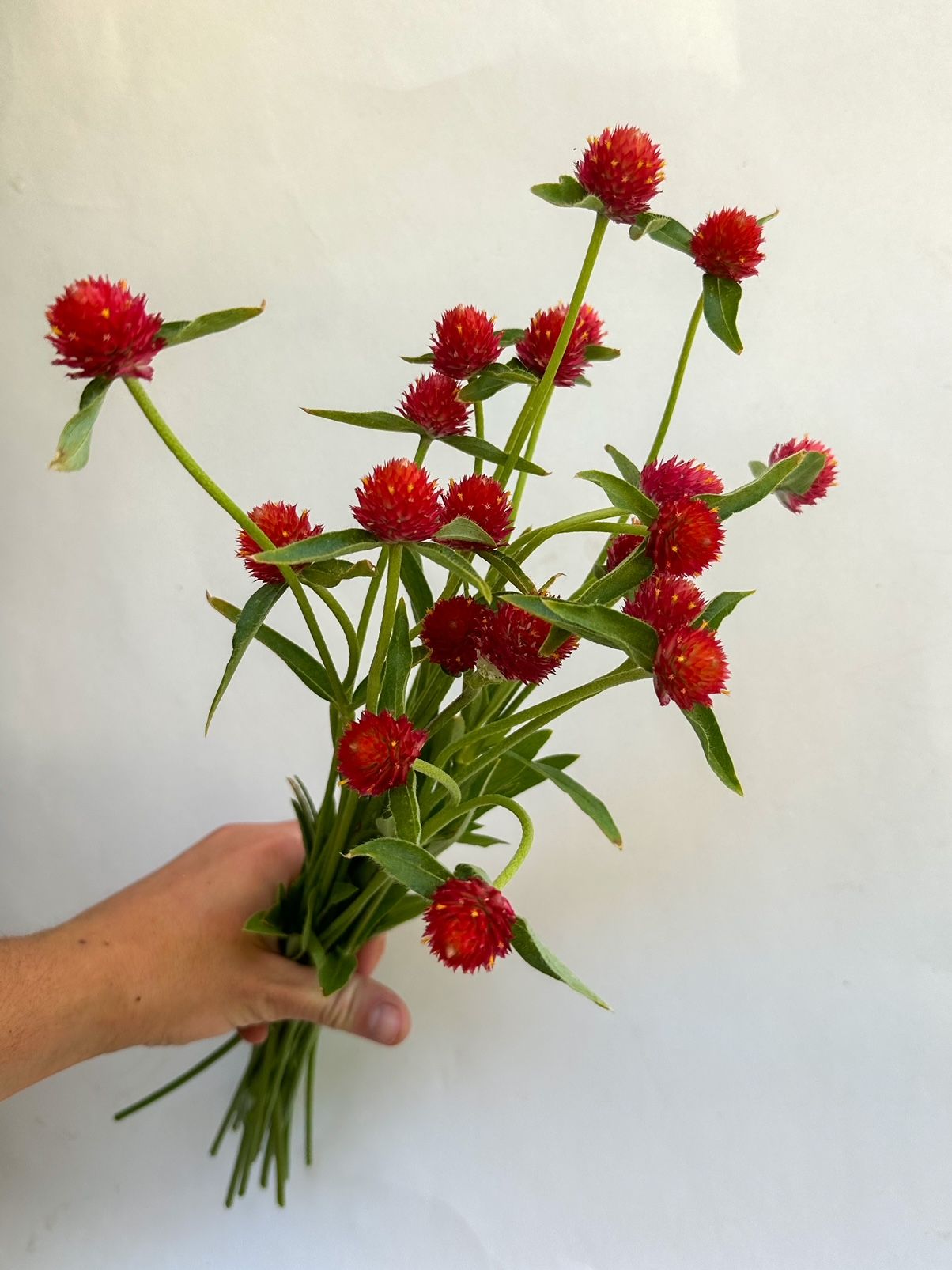 GOMPHRENA haageana Strawberry Fields