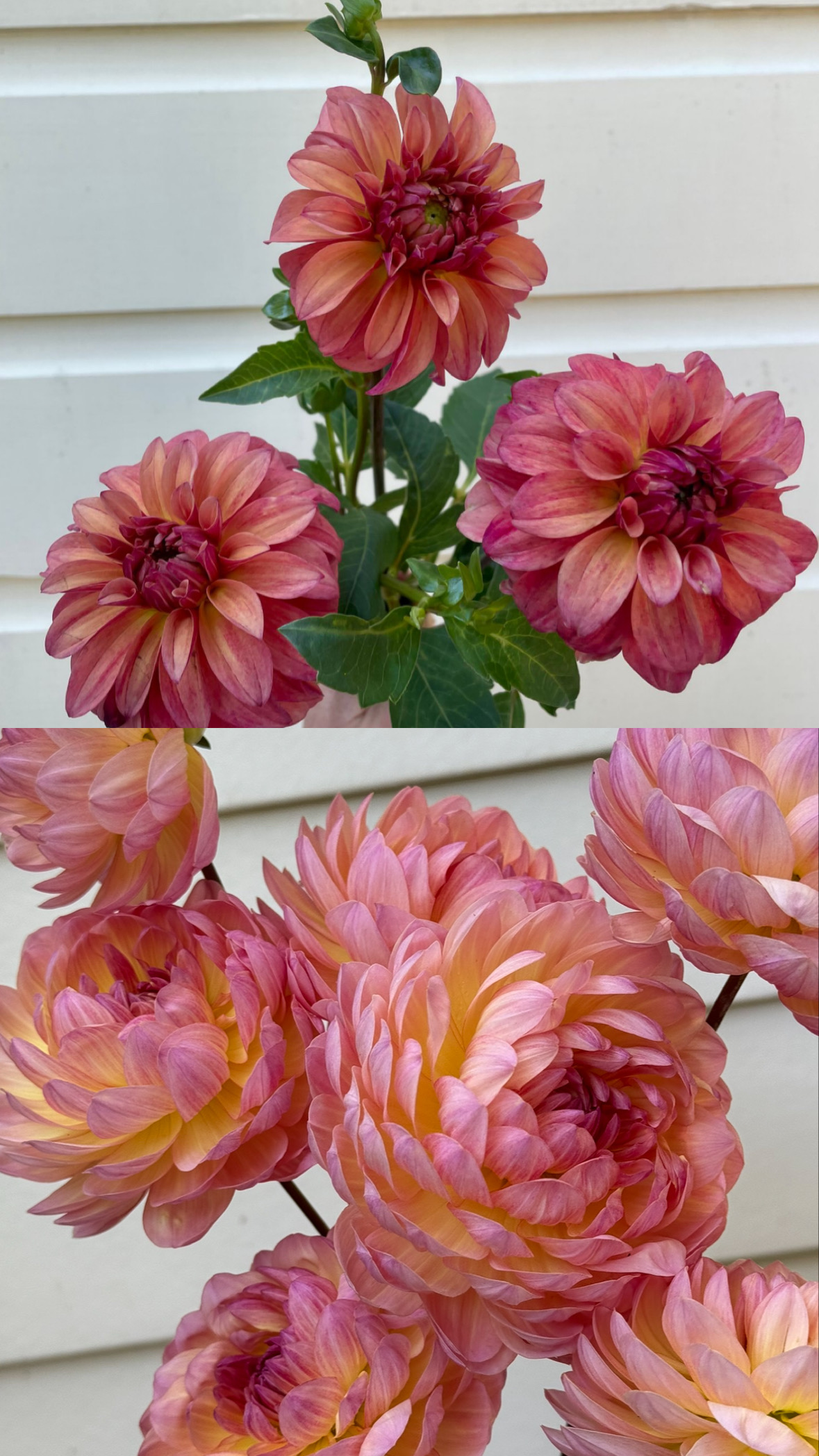 DAHLIA