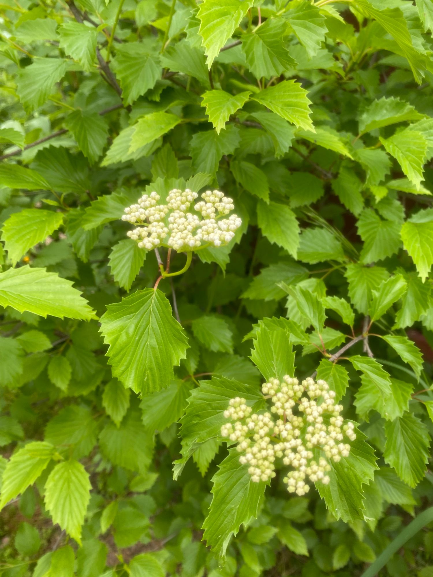 VIBURNUM dentatum