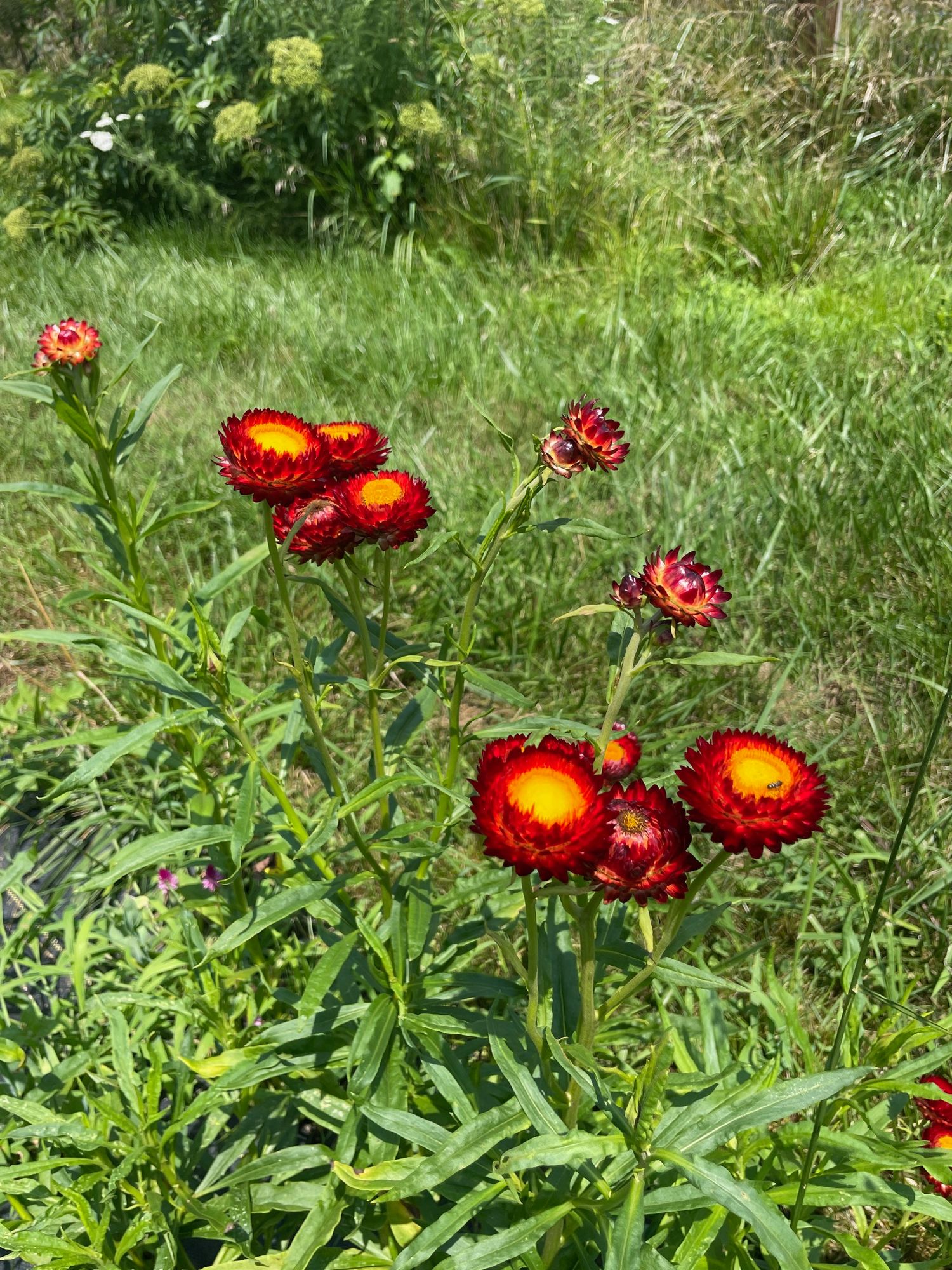 XEROCHRYSUM bracteatum King Size
