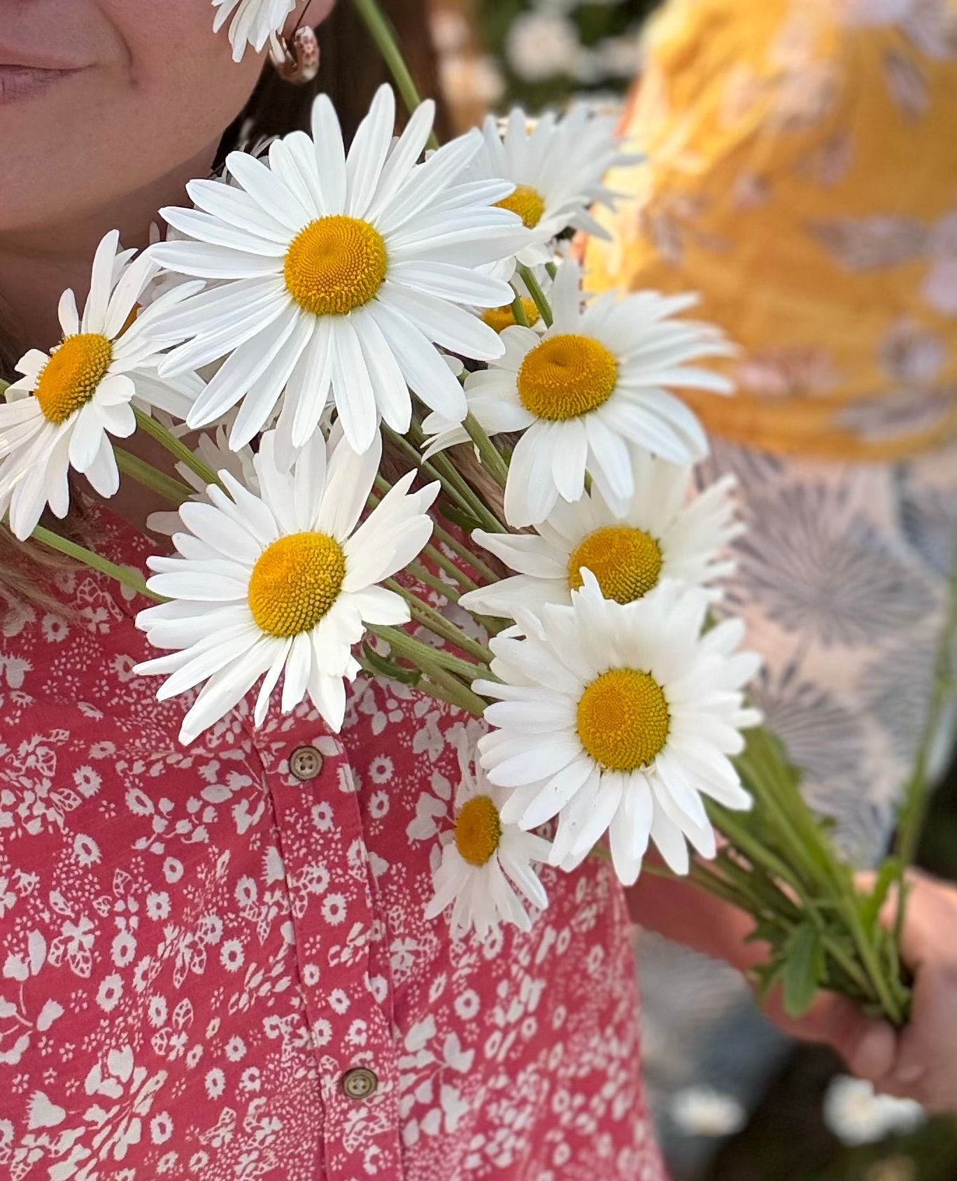 LEUCANTHEMUM vulgare