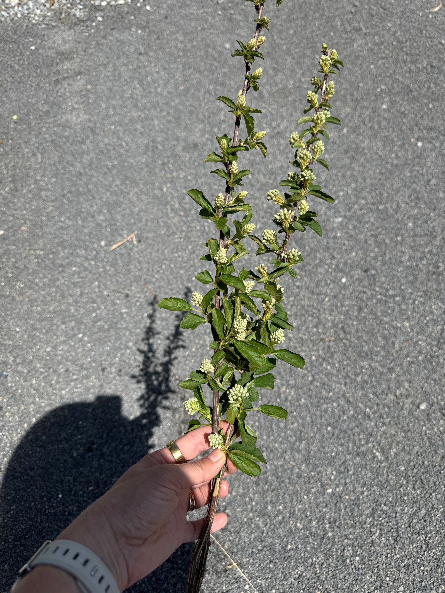 PHYSOCARPUS opulifolius