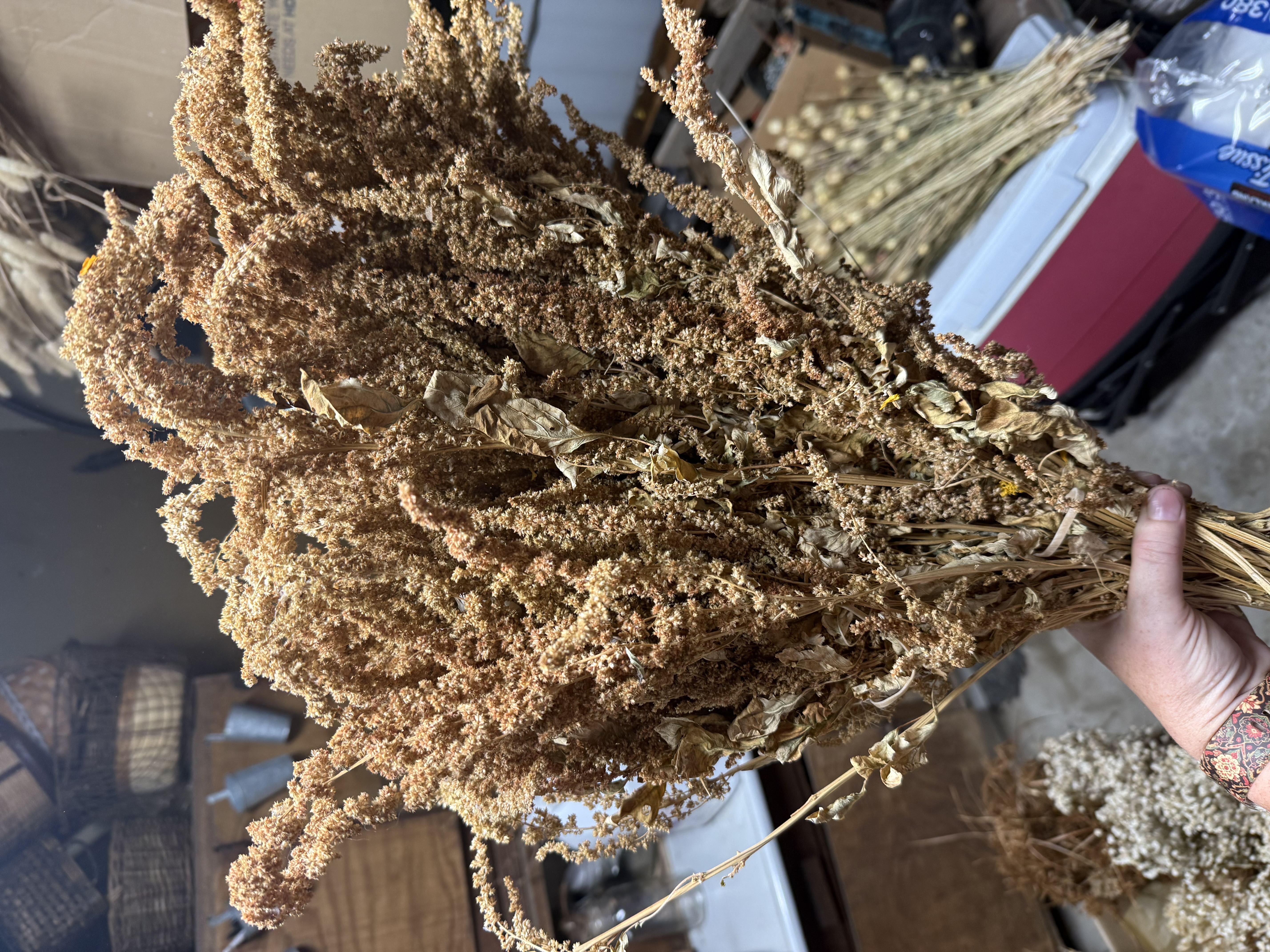 AMARANTHUS