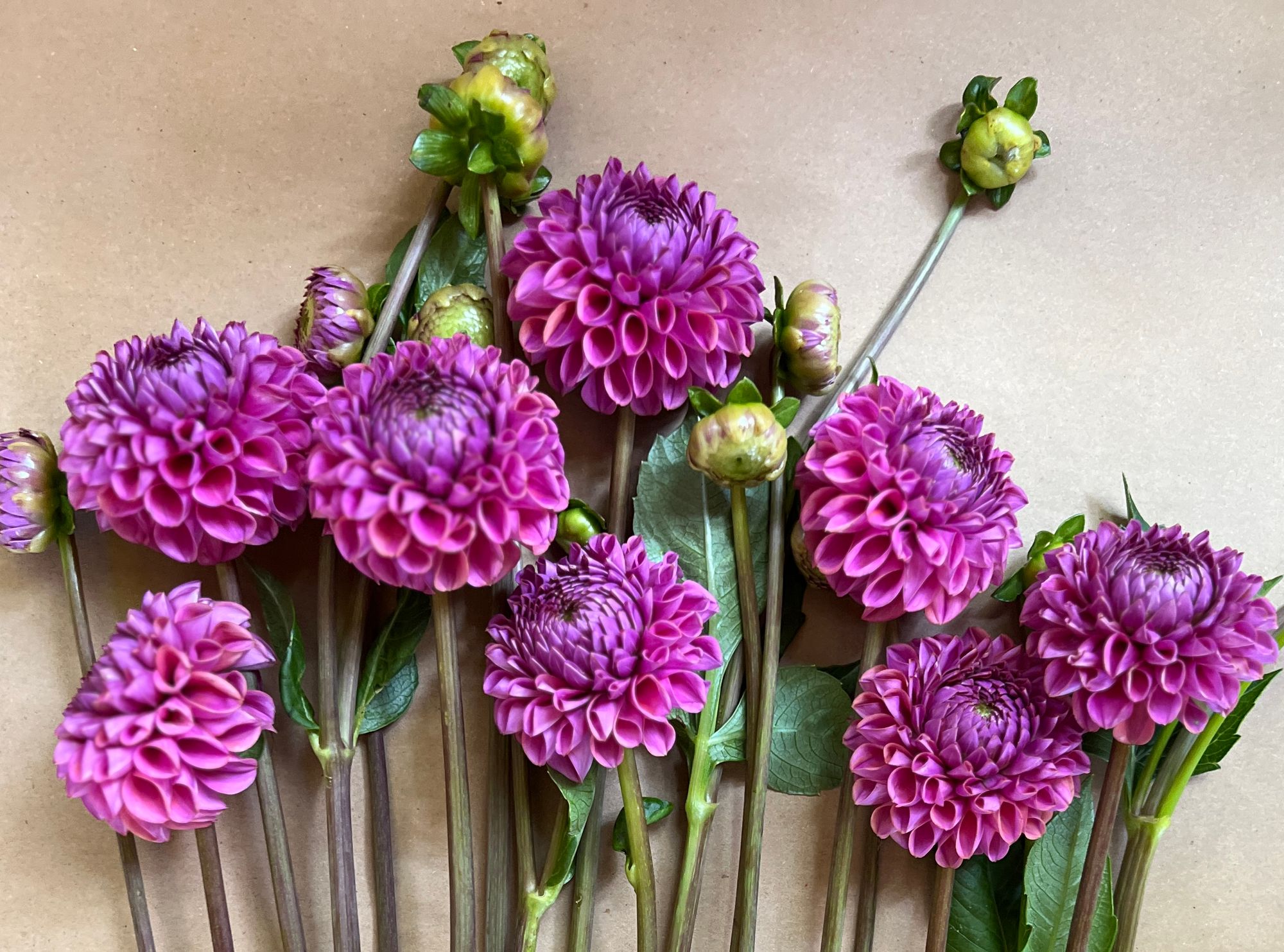 DAHLIA Isabel