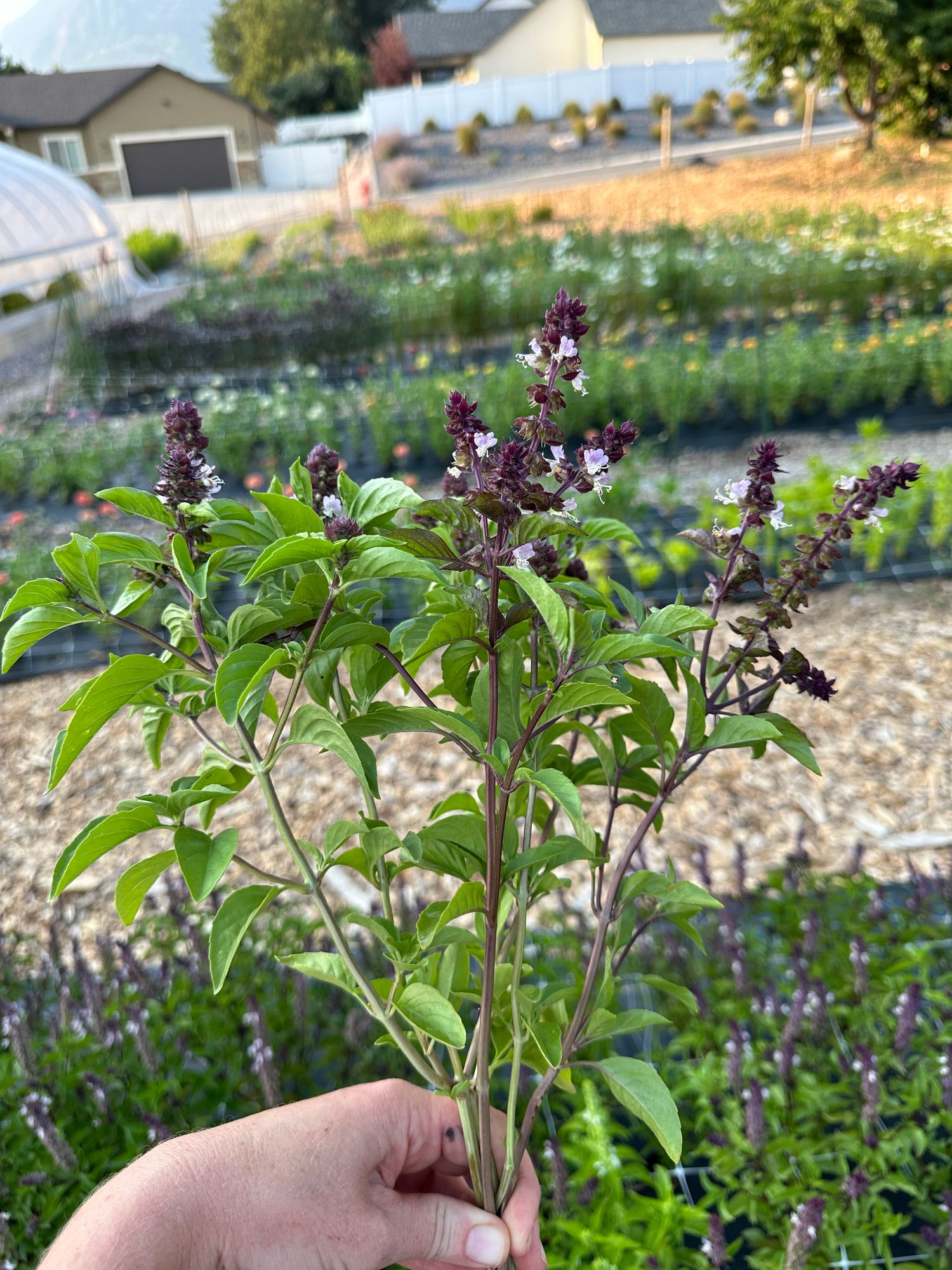 OCIMUM basilicum Cinamonette