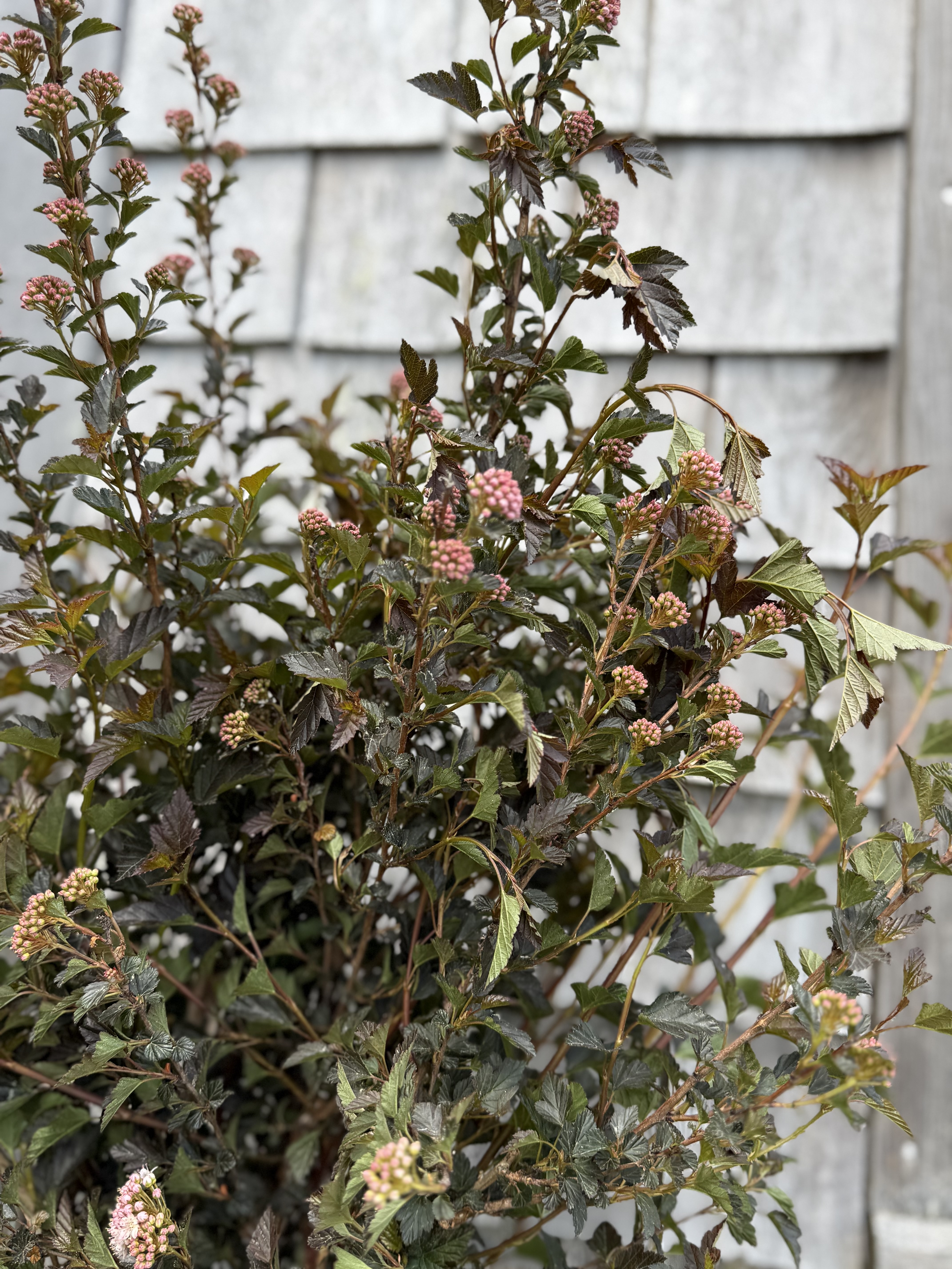 PHYSOCARPUS opulifolius