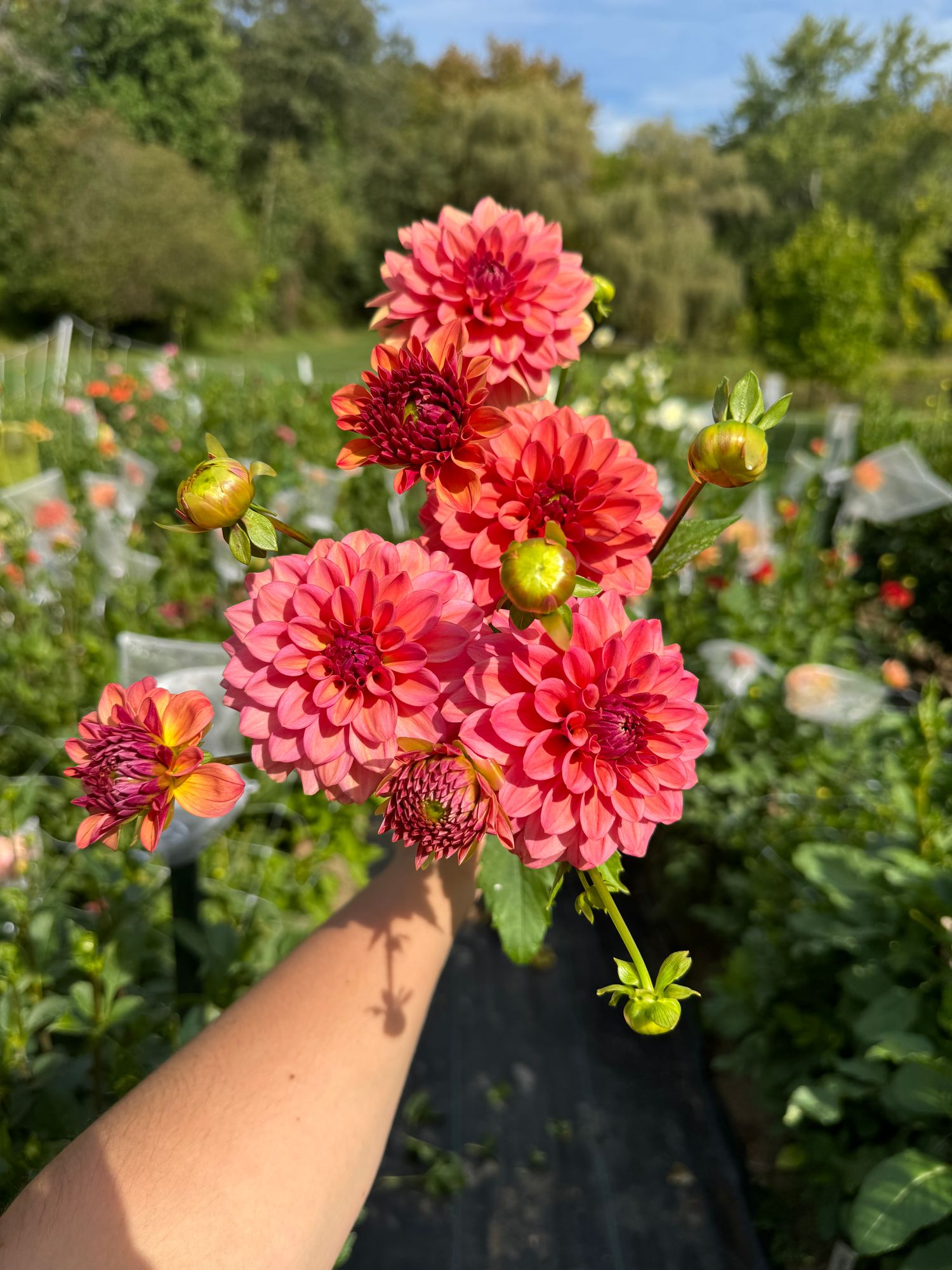 DAHLIA Iced Tea