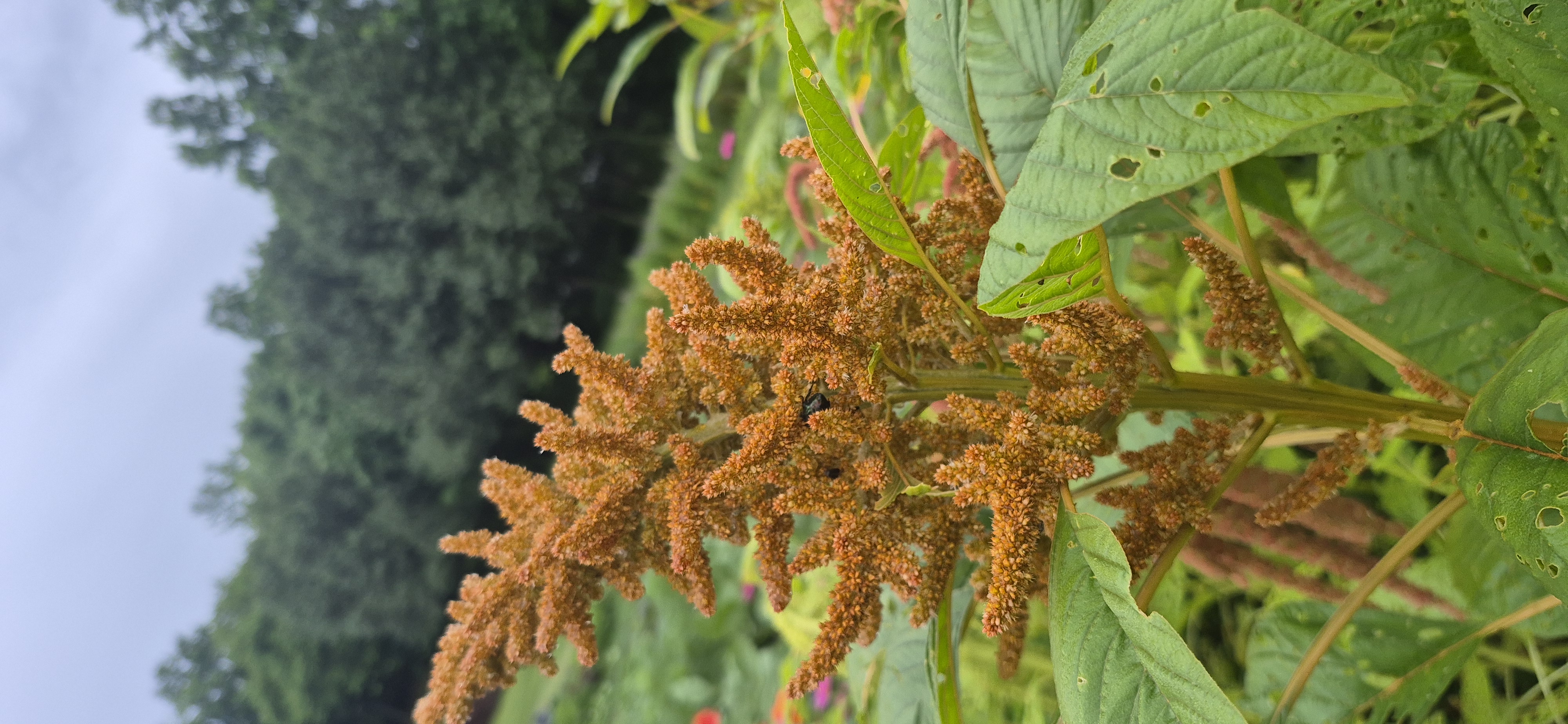 AMARANTHUS cruentus Sunset Goldilocks