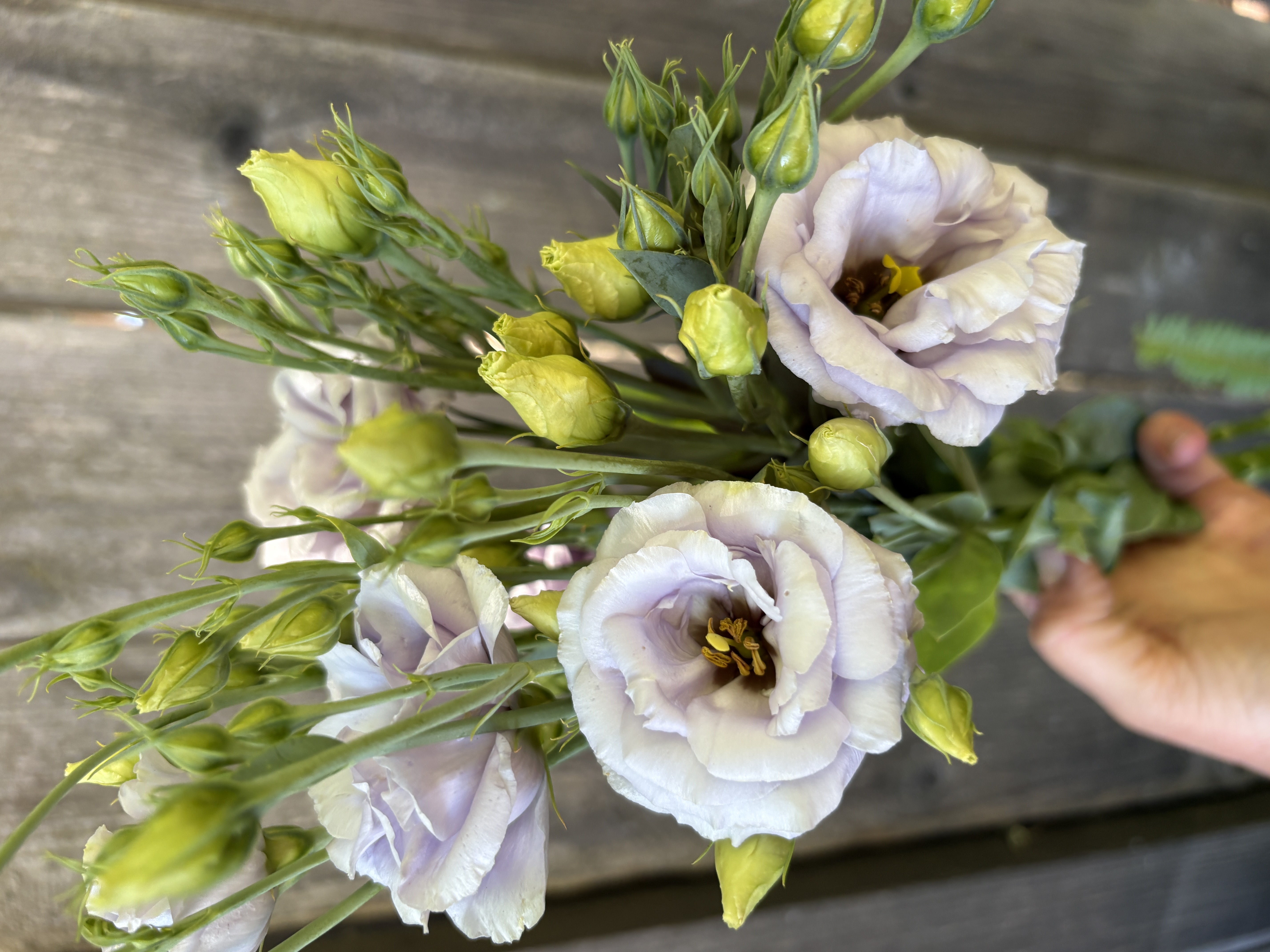 EUSTOMA grandiflorum Arosa 3