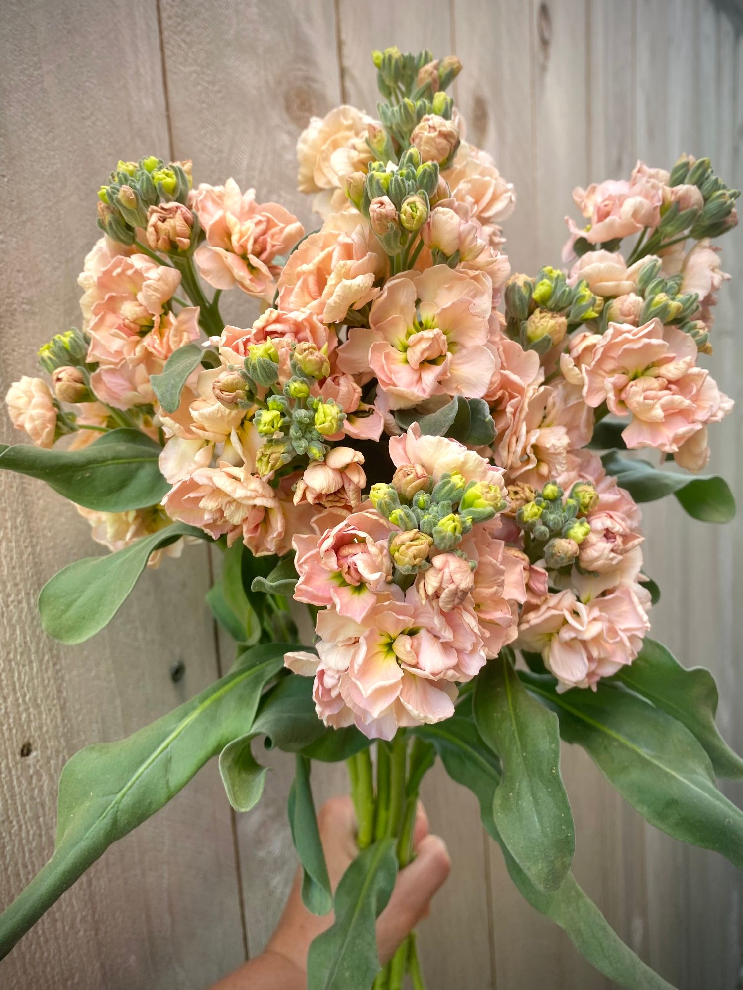 MATTHIOLA incana