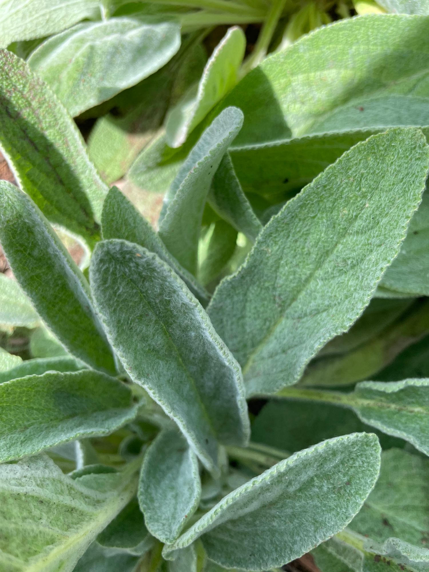 STACHYS byzantina