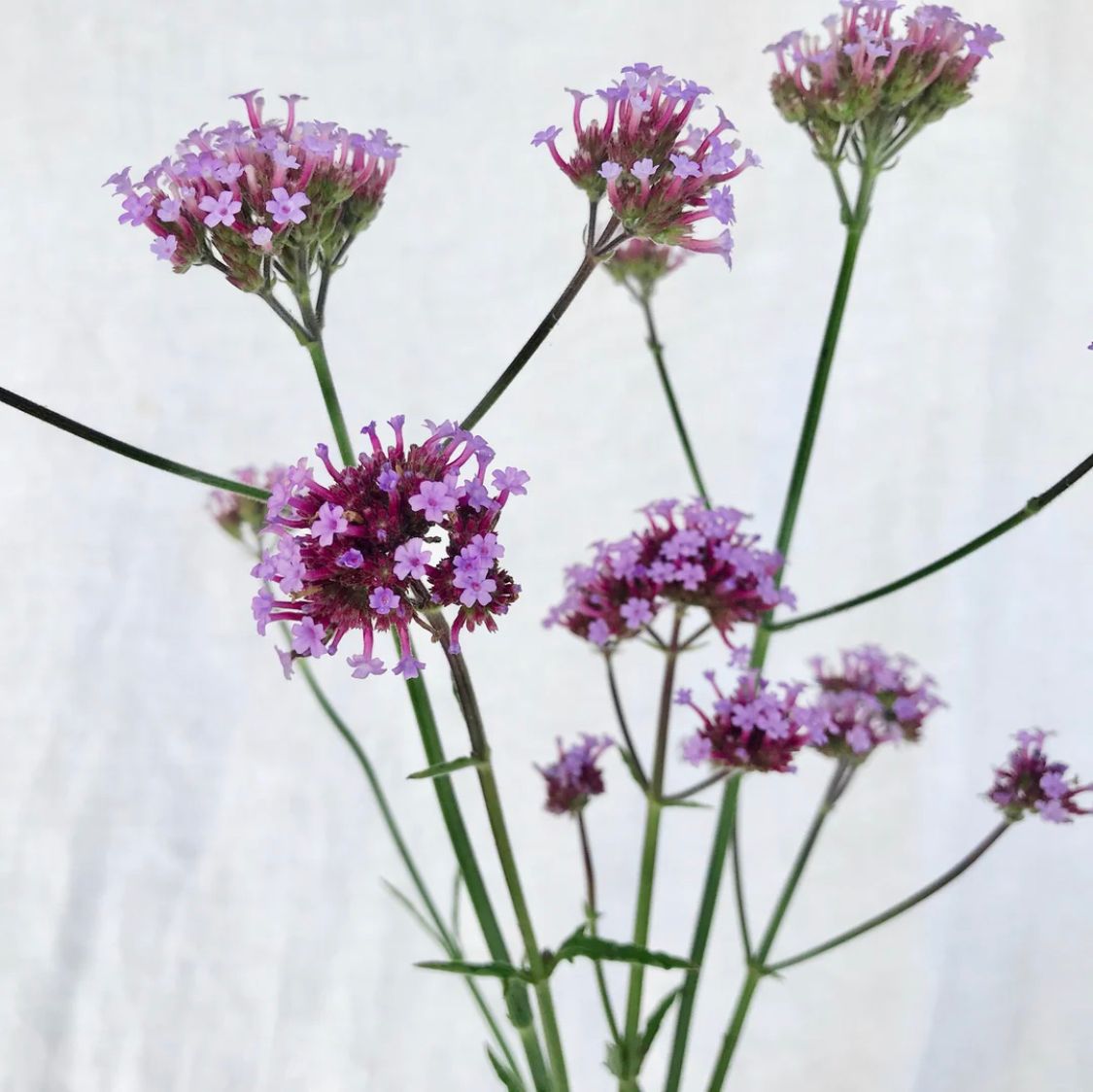 VERBENA bonariensis