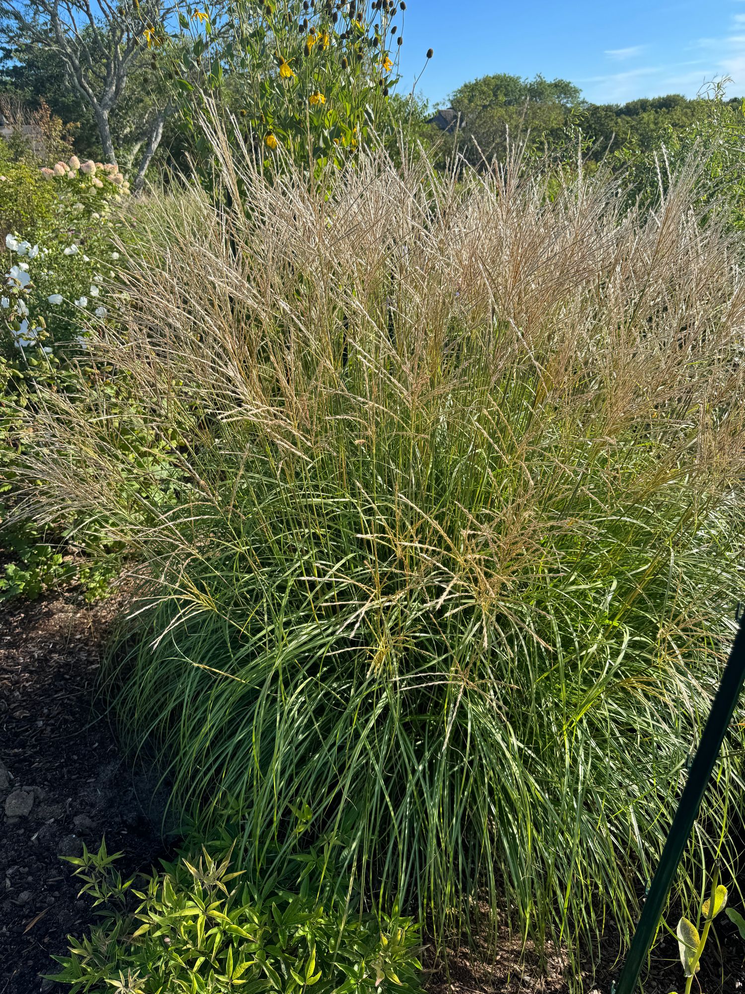 chinese fountain grass