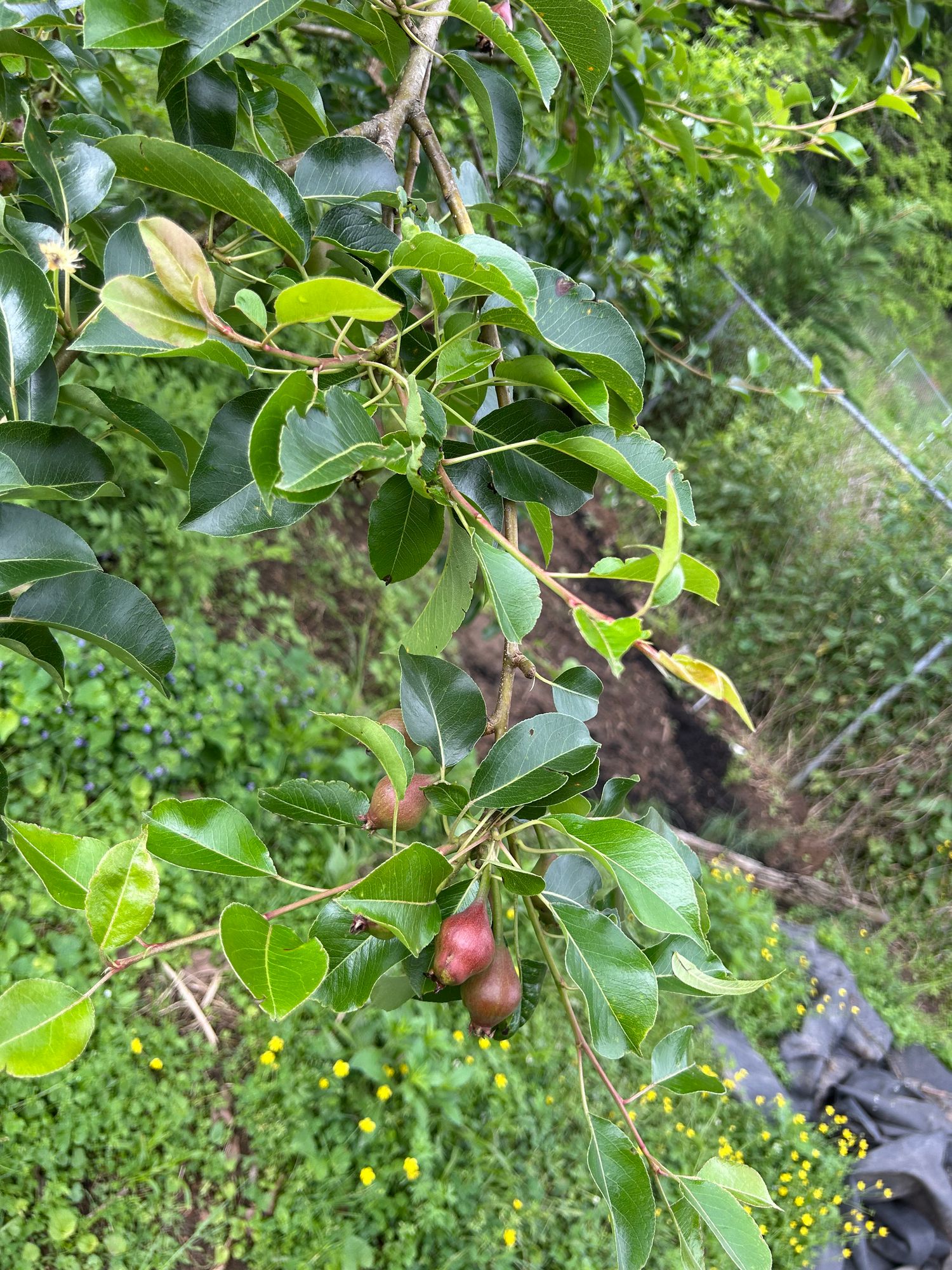 PYRUS