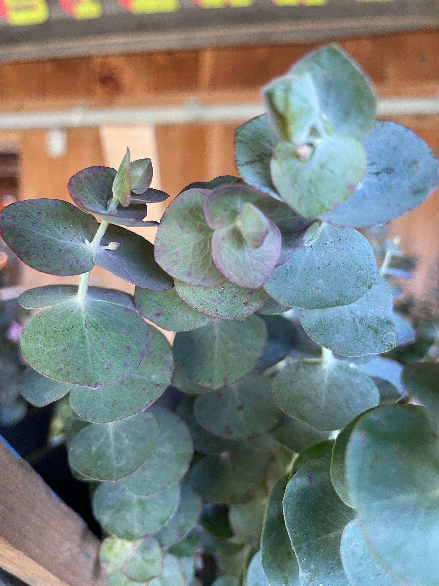 EUCALYPTUS pulverulenta Baby Dwarf Florist Blue