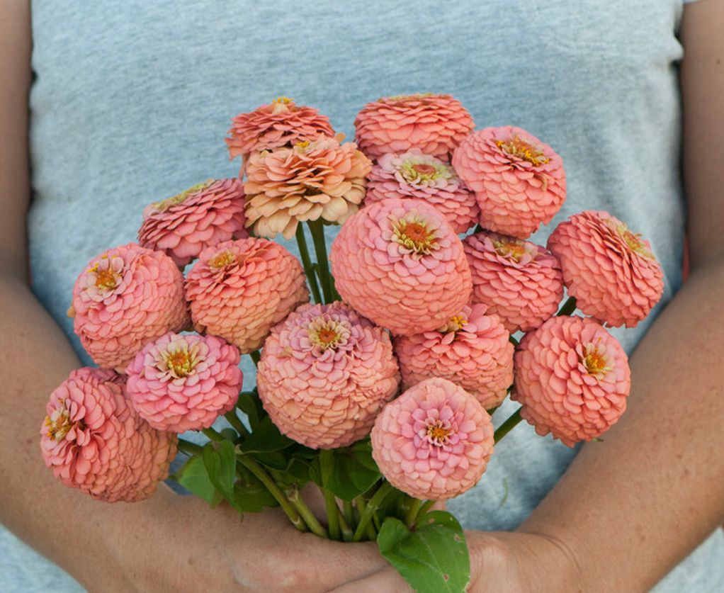ZINNIA elegans Oklahoma Series