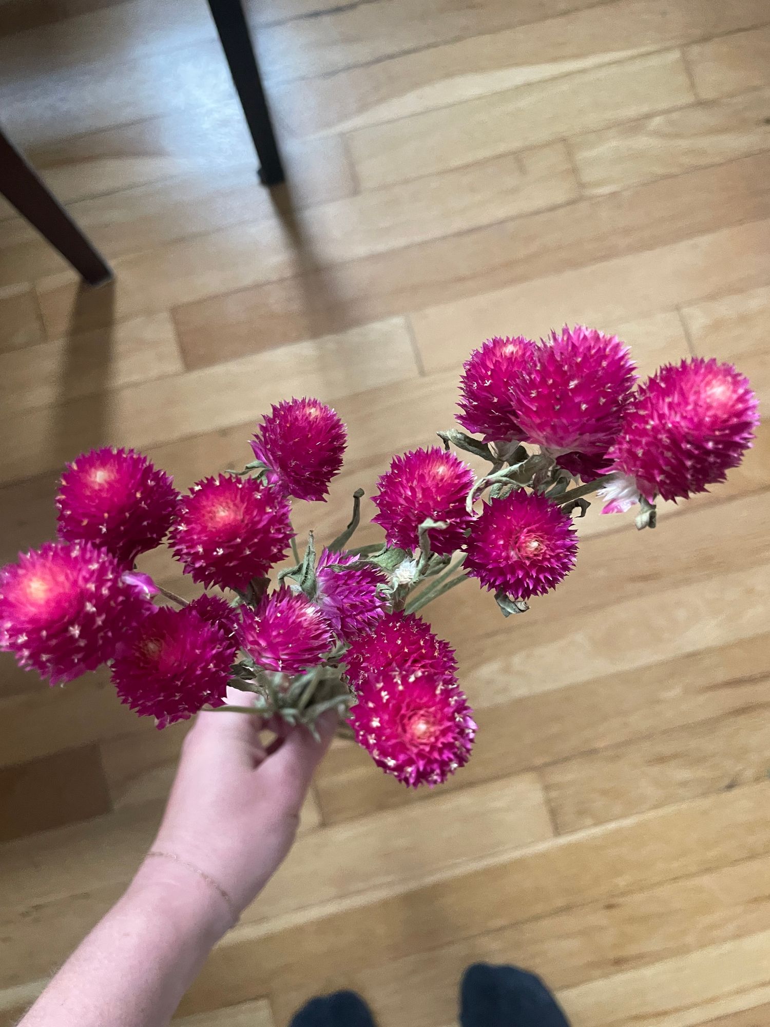 GOMPHRENA haageana QIS Carmine