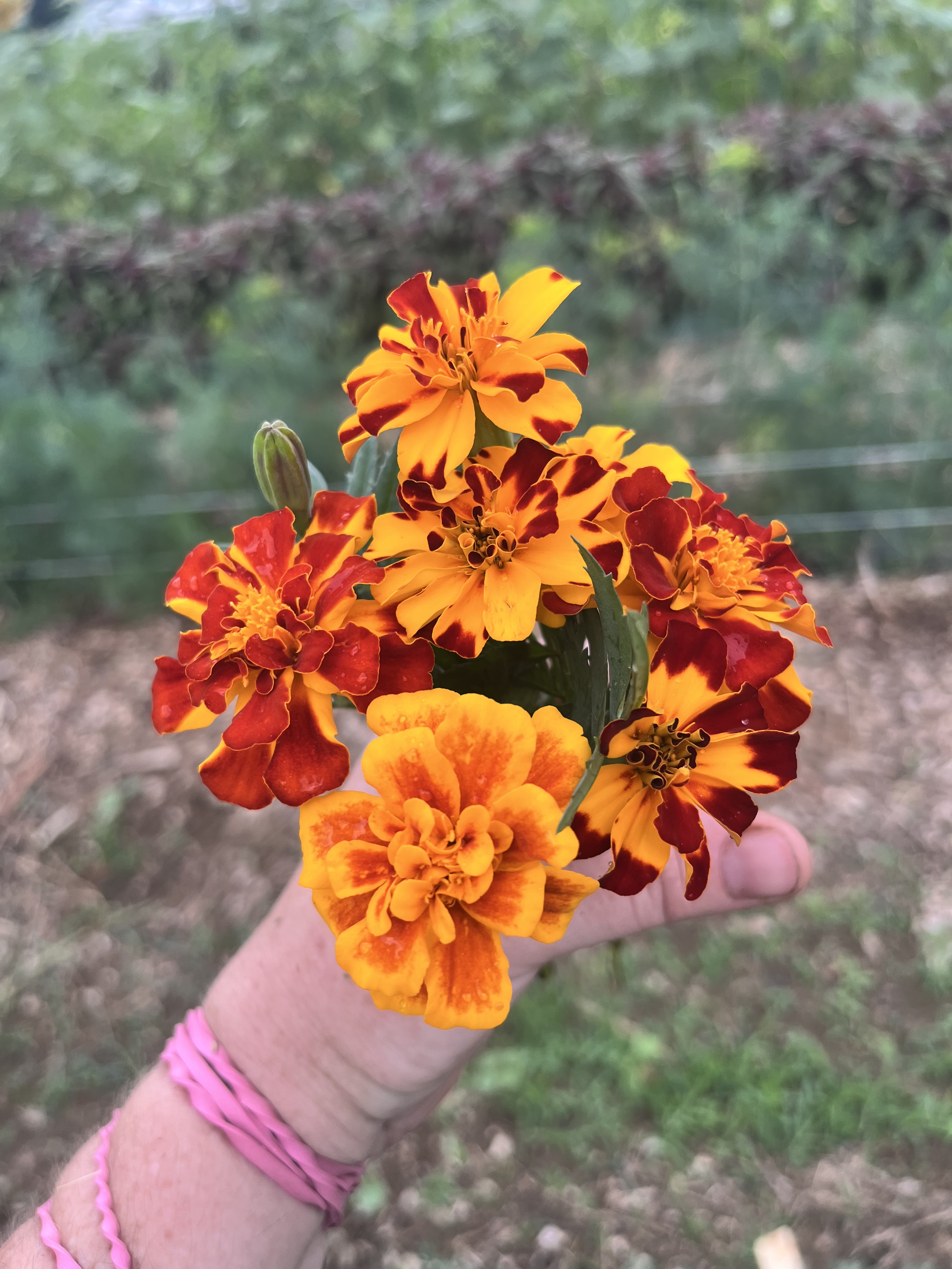 TAGETES patula