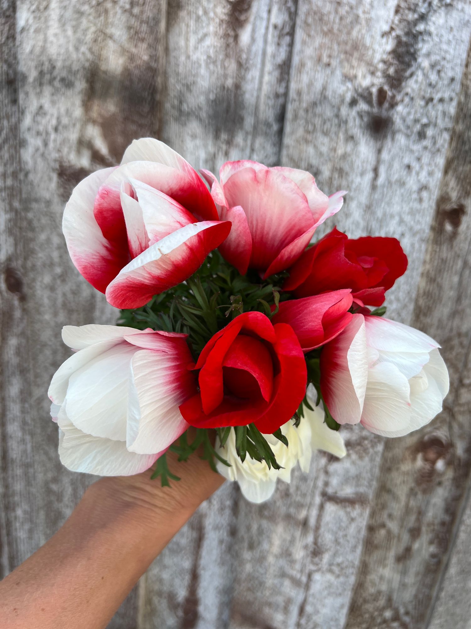 ANEMONE coronaria Rainbow