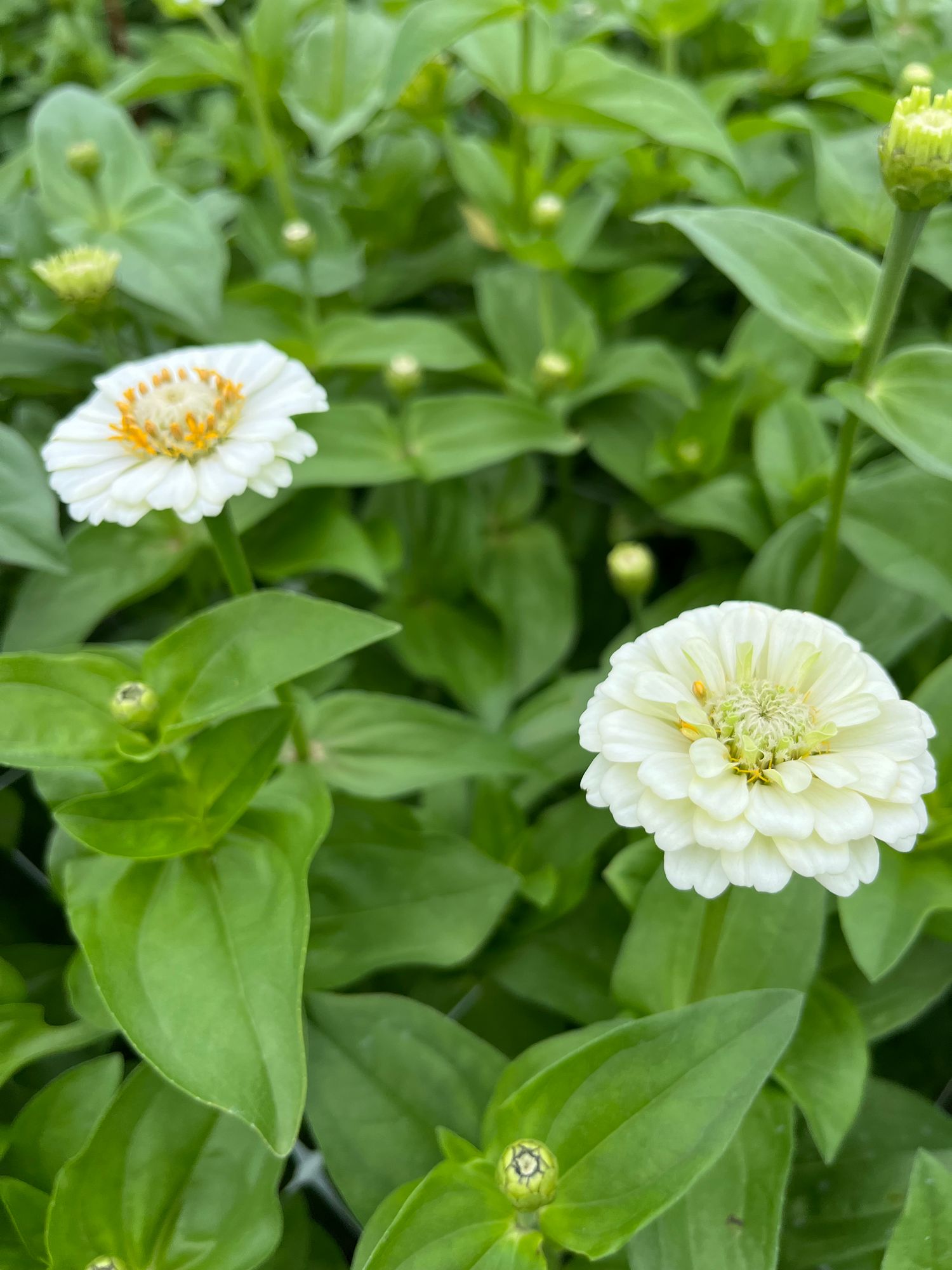 ZINNIA elegans Oklahoma White