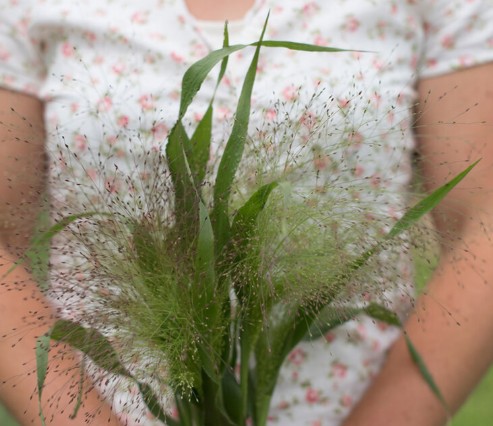 PANICUM elegans