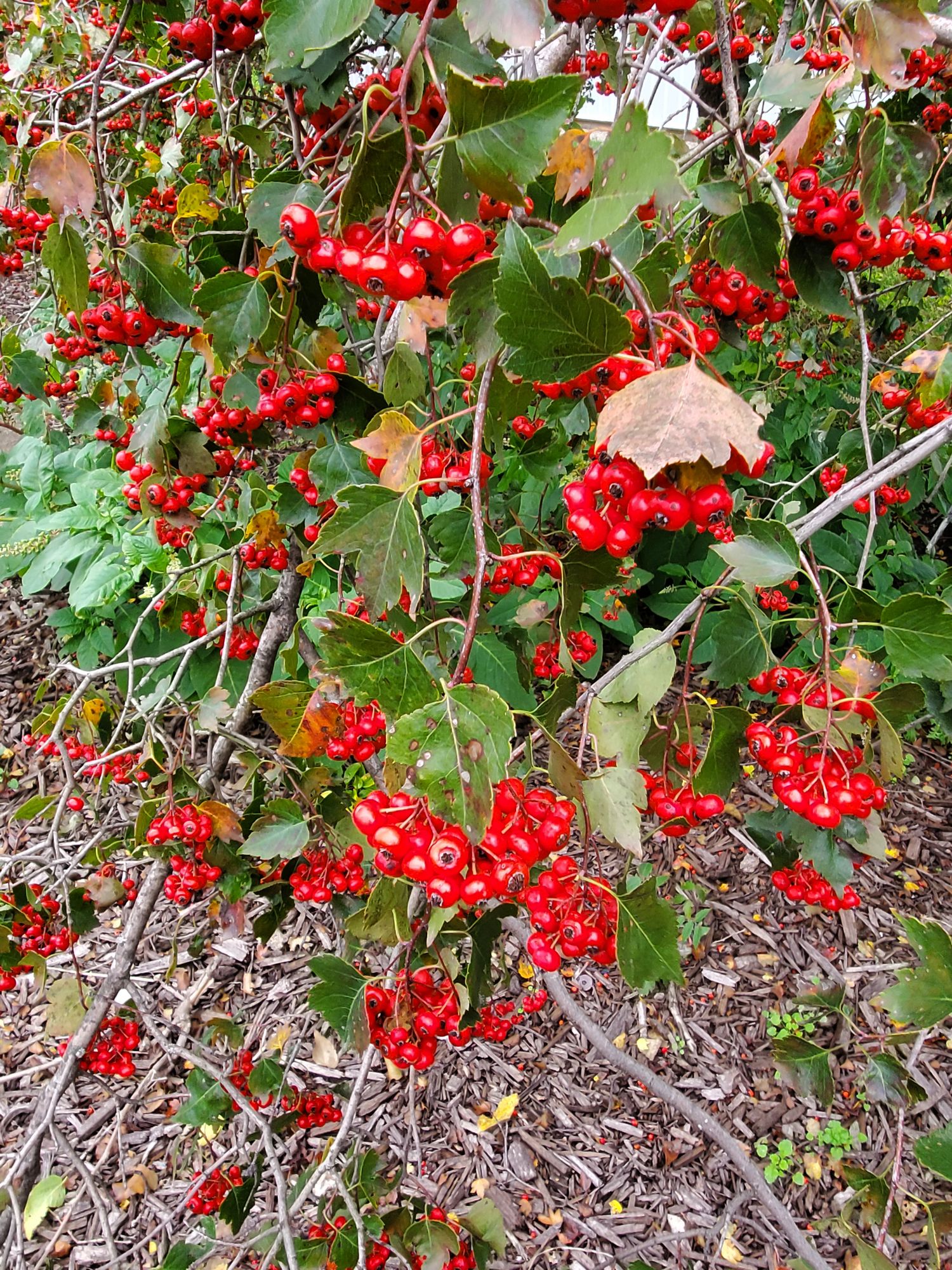 CRATAEGUS