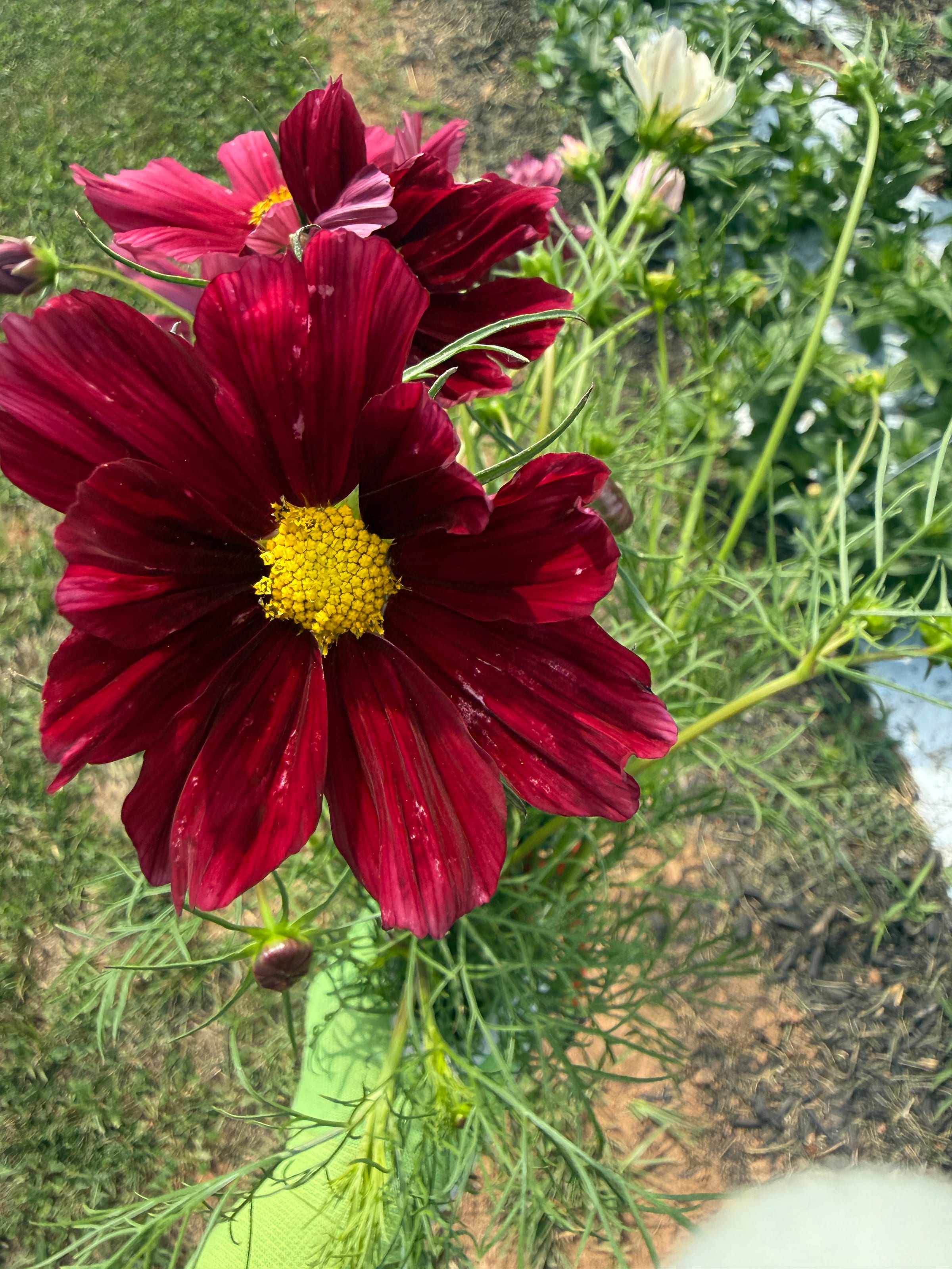 COSMOS bipinnatus Rubenza