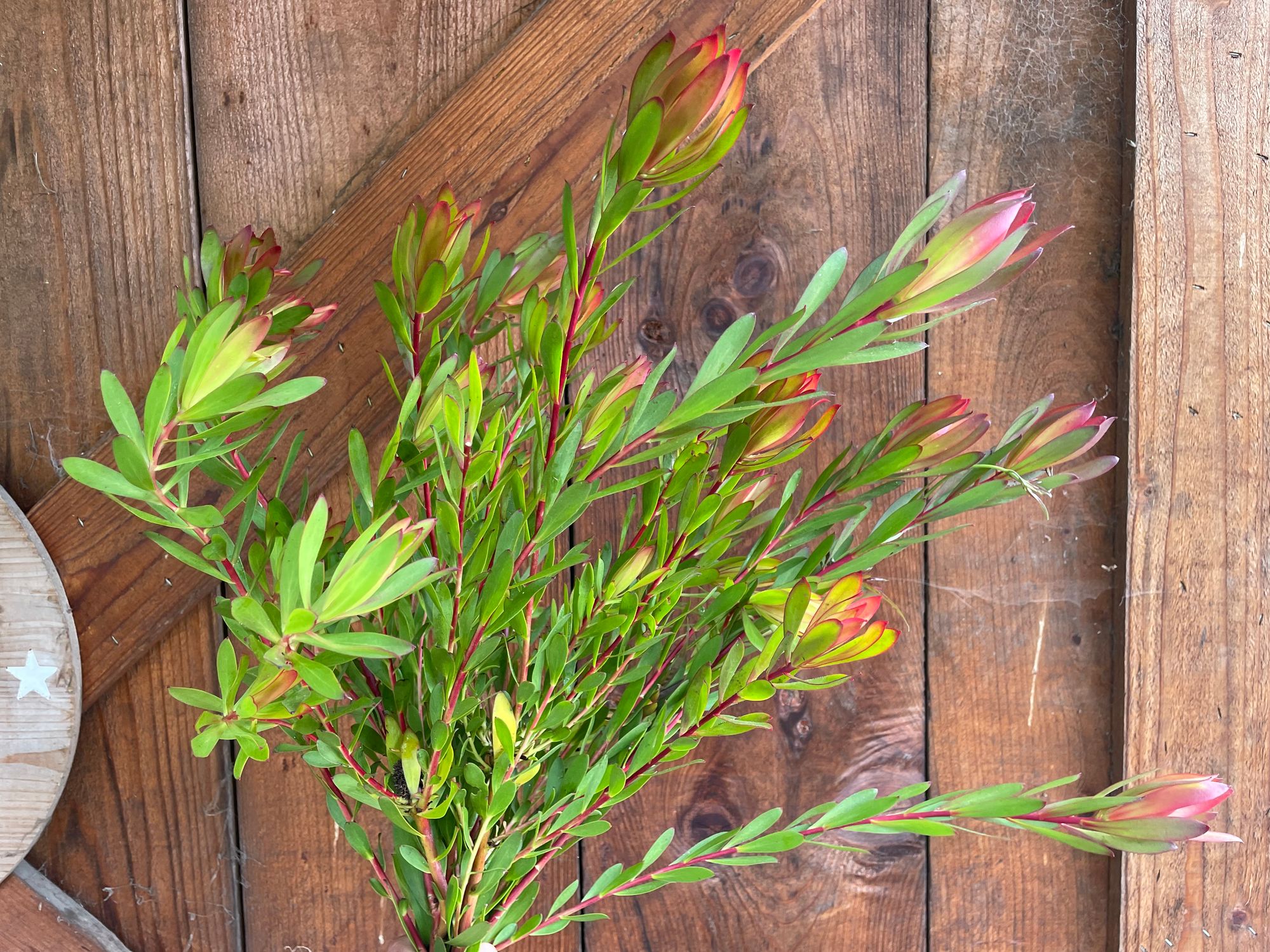 LEUCADENDRON laureolum x salignum Wilson's Wonder