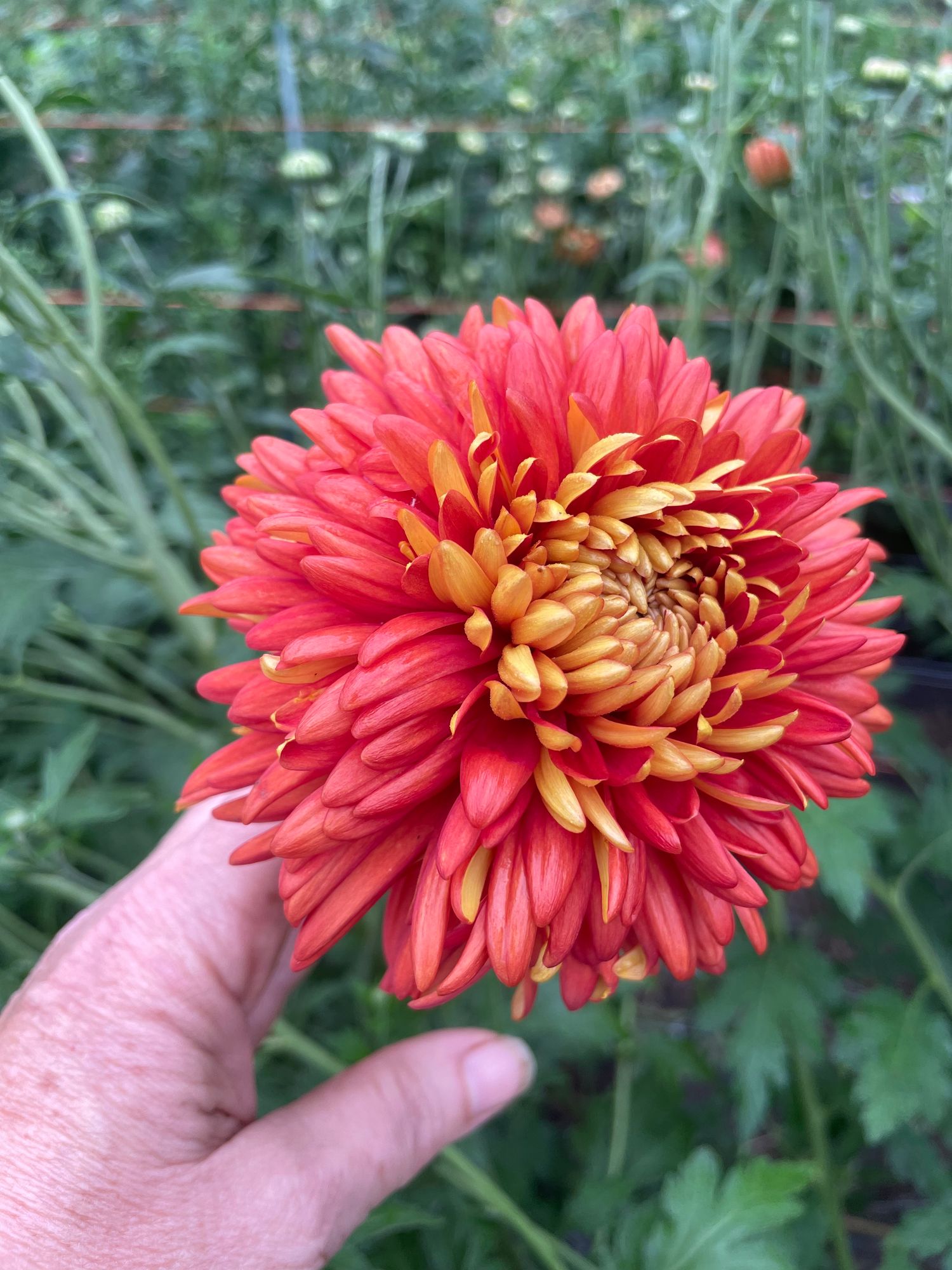 CHRYSANTHEMUM x Paint Box