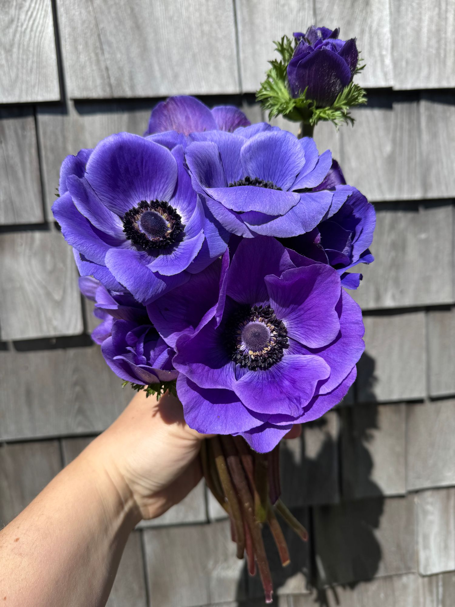 ANEMONE coronaria Mistral Plus Blue