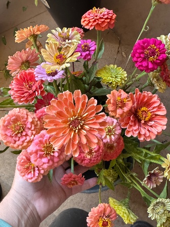 ZINNIA