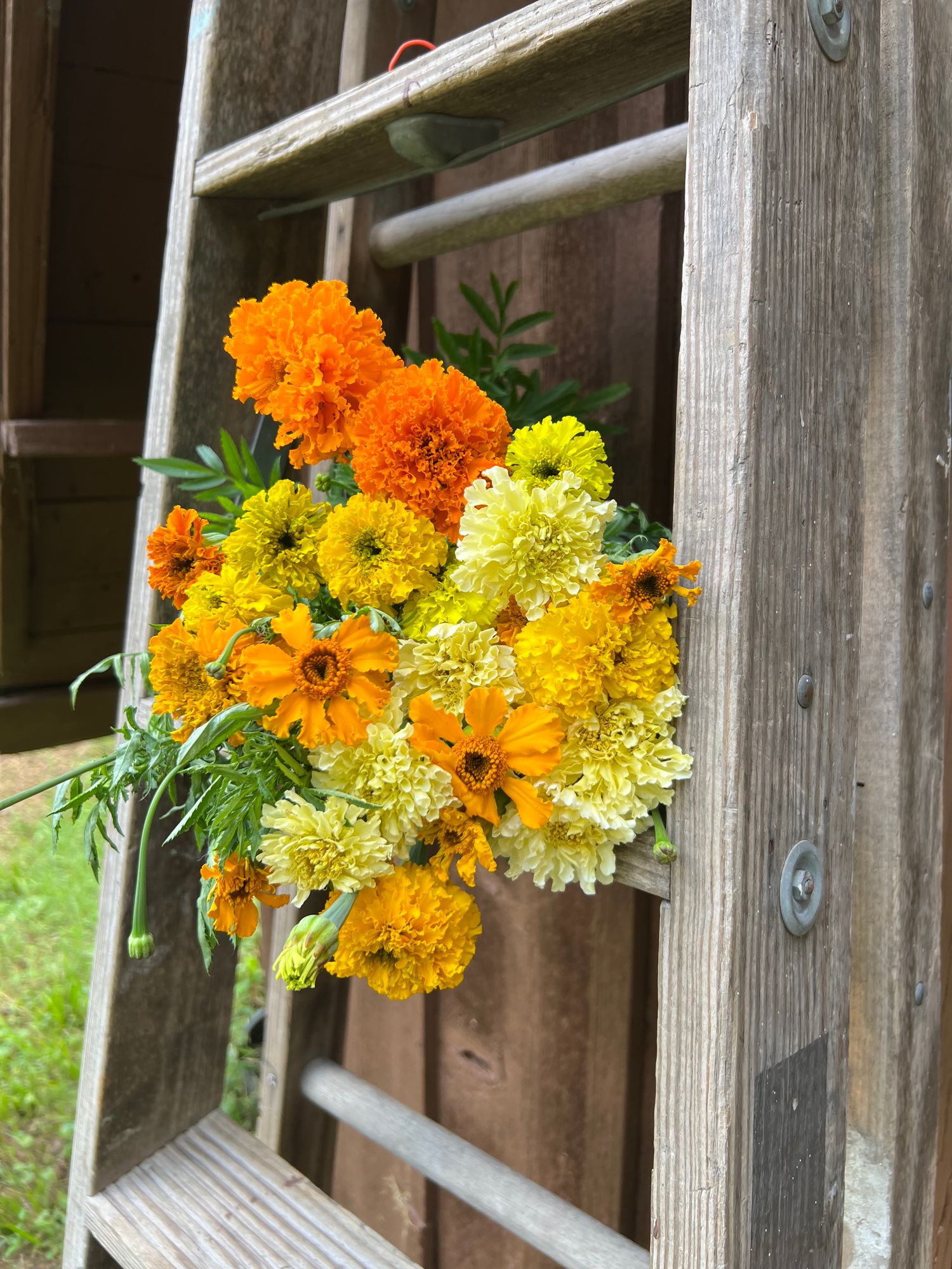 TAGETES erecta